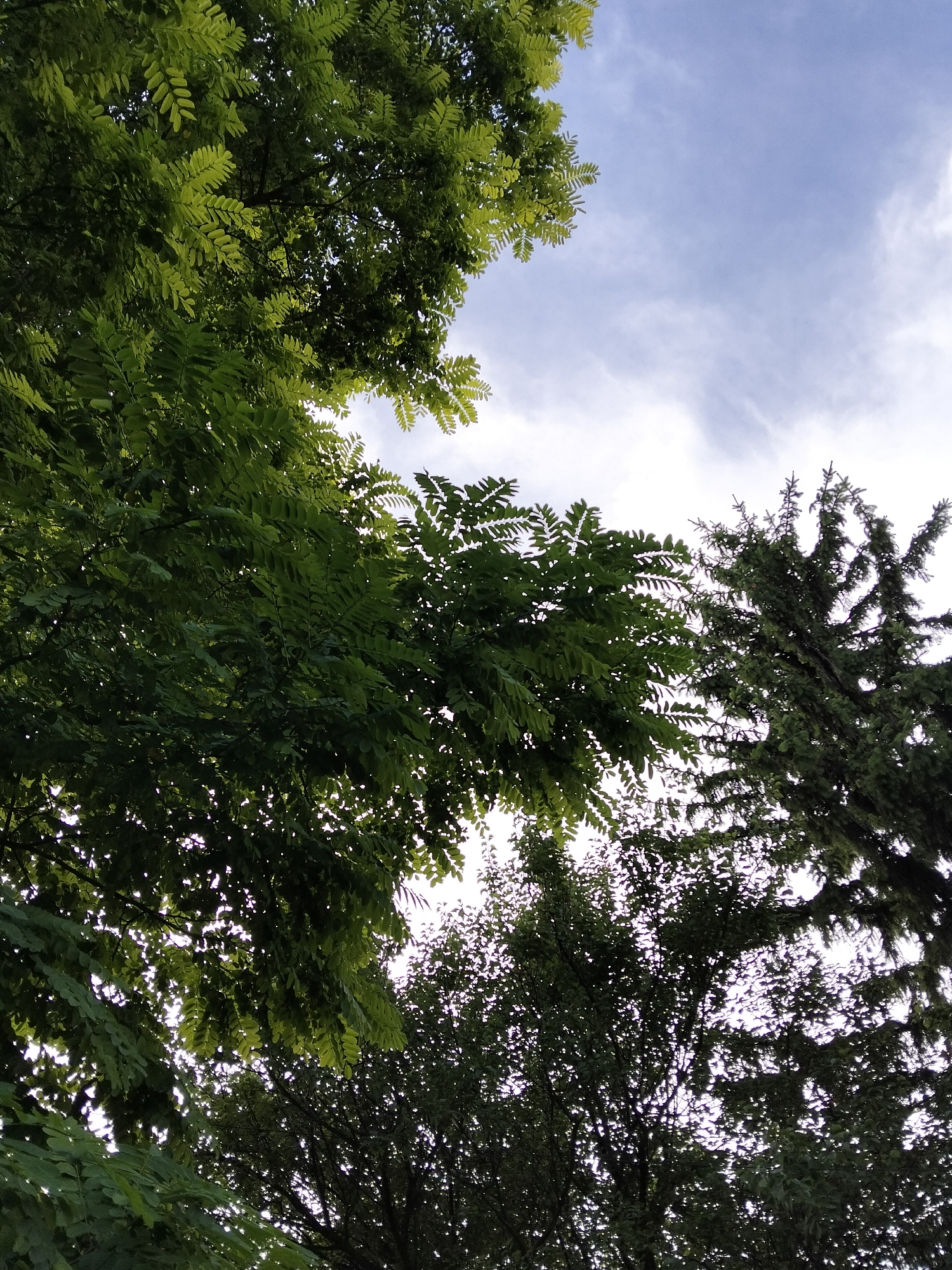 The image is a low-angle shot looking up at trees against a bright, partially cloudy sky. The foliage is dense and green, with some lighter, more translucent leaves in the foreground and darker, denser foliage further back. To the right, the distinct, pointed branches of a coniferous tree are visible against the sky. The scene appears to be outdoors, with a natural, possibly park-like or forest environment. The lighting suggests it is daytime, with the sun filtering through the leaves. There are no people or man-made objects readily apparent in the image, besides possibly a hint of a pathway or clearing obscured by the trees. The image was captured in Kliushnykivka, Ukraine.