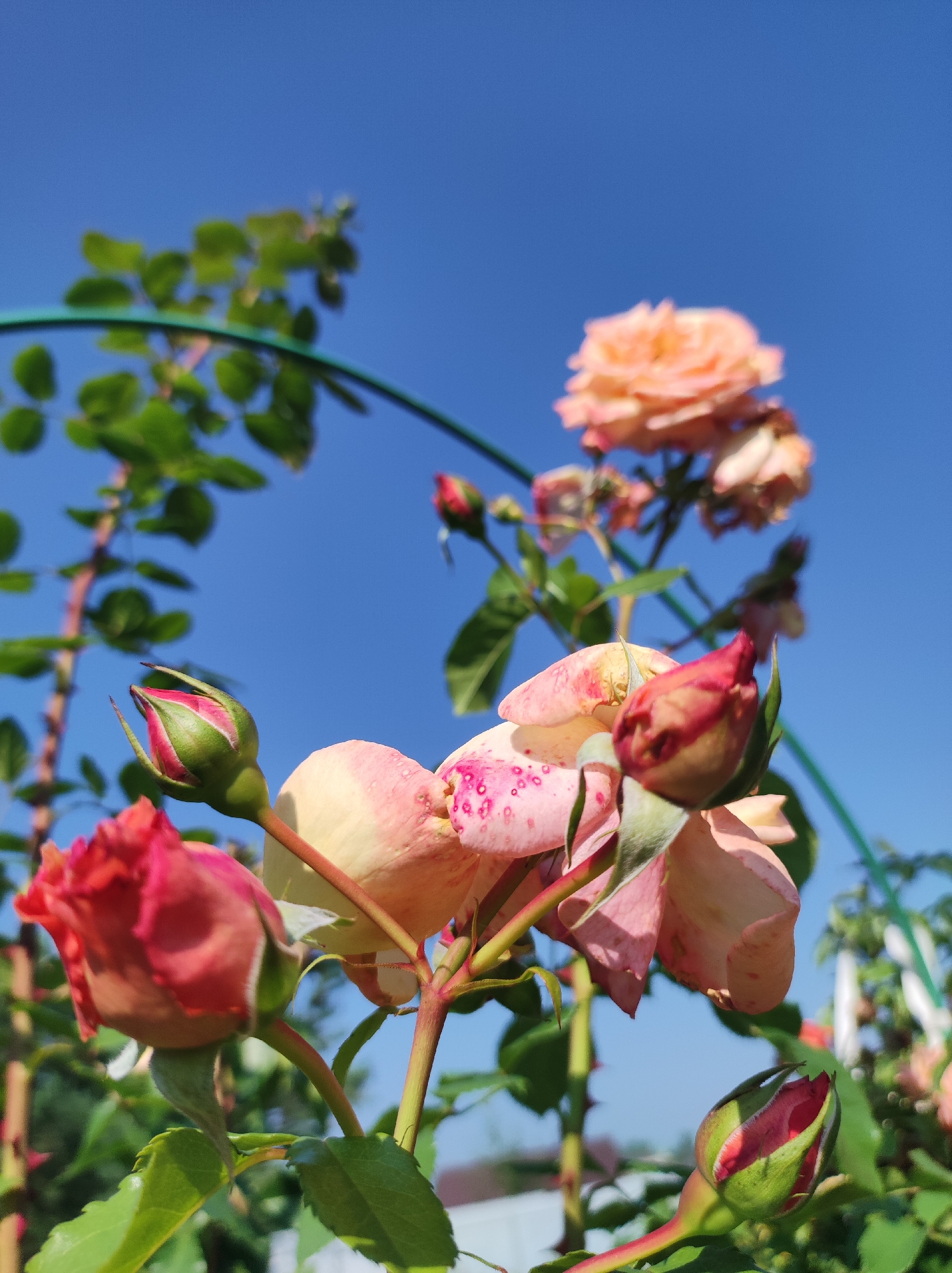 This is a close-up, low-angle photograph of roses against a clear blue sky. The foreground features several rose buds and partially opened roses in shades of pink, red, and peach. Some of the petals have small pink spots. Green leaves and thorny stems are visible, along with a portion of a green garden arch. The background is dominated by the bright blue sky. The scene is outdoors and appears to be a garden. There are no people or animals present in the image. The image was taken in the city of Фоки, Russia.