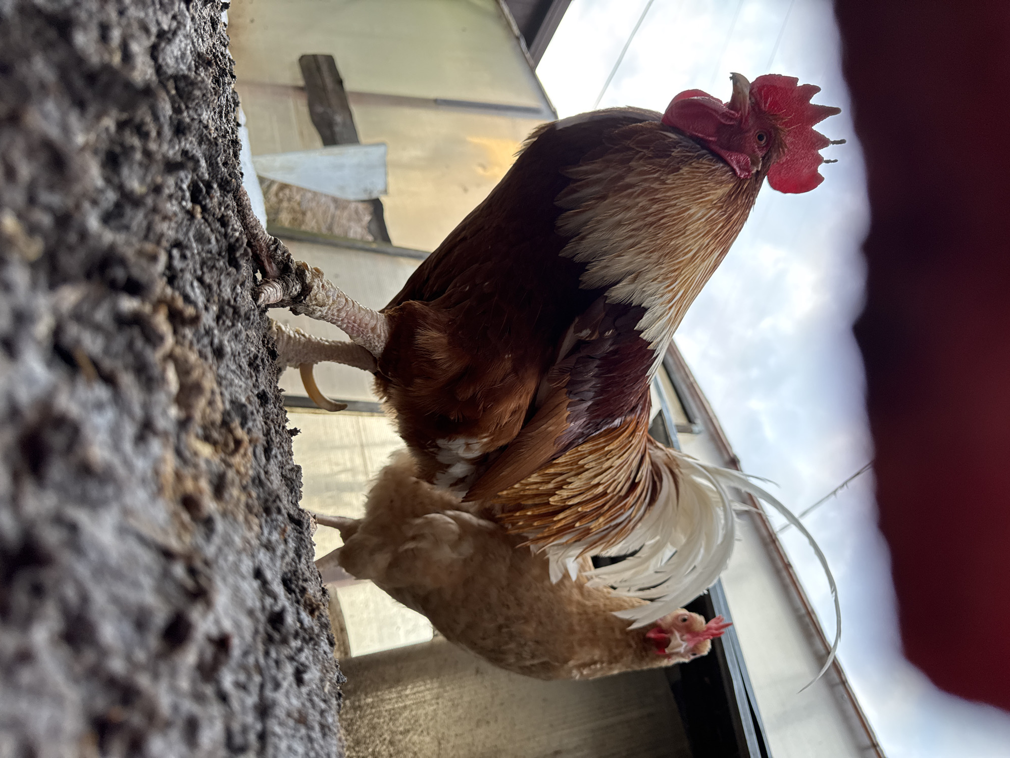 A low-angle shot depicts a rooster perched atop a rough, textured wall, with a hen positioned below. The rooster exhibits brown and white plumage, a prominent red comb, and speckled legs clinging to the wall. The hen, a lighter shade of brown, is partially obscured beneath the rooster. The background reveals a metallic-looking structure and a cloudy sky. While the specific location in Chaikovsky, Russia is not evident in the image, the presence of the birds and the architectural details suggest a rural or semi-rural setting.