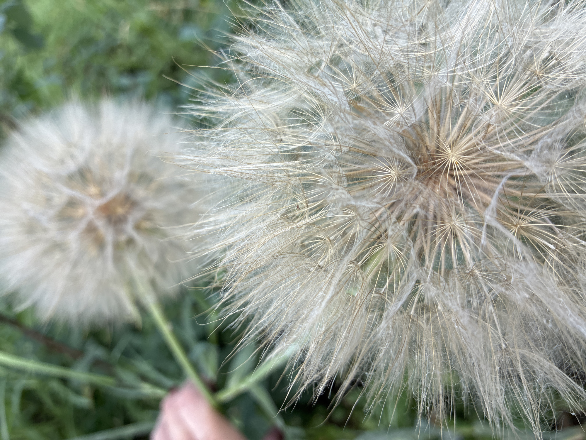 Two large, fluffy seed heads of a dandelion-like plant are the main subjects of this close-up, outdoor photograph. The seed head in the foreground is in sharp focus, displaying its delicate, feathery pappus arranged in a radial pattern. The individual seeds, or achenes, are visible at the base of these structures, each with a thin stalk and a parachute-like dispersal mechanism. The color palette is dominated by muted whites, creams, and light browns of the seed heads, contrasted with the soft green and blurred background foliage.
Behind the main subject, another, larger seed head is visible but out of focus, creating a sense of depth and scale. A portion of a person's hand, with fair skin, is seen at the bottom right of the frame, gently holding the stem of the foreground seed head. This interaction suggests the plant is being held or examined. The background consists of out-of-focus green leaves and possibly grass, indicating a natural, outdoor setting, likely a meadow or garden.
The lighting appears to be soft and diffused, suggesting it might be overcast or late afternoon, though no direct sunlight is visible. The overall mood is calm and natural, emphasizing the intricate beauty of the plant's seed dispersal mechanism. There is no visible text in the image. The location context provided is Totskoye, Russia.