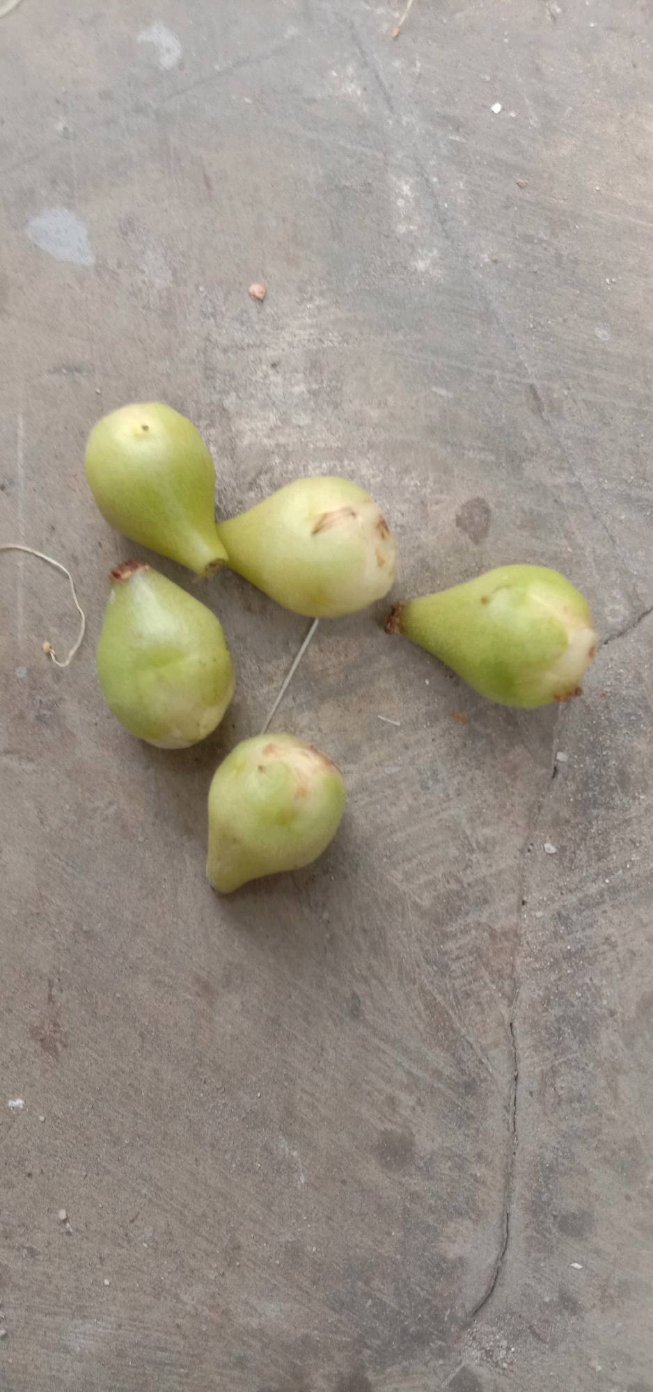 Five small, pale green, pear-shaped fruits are scattered on a grey concrete surface. The concrete is textured with faint lines and a small crack running vertically down the right side of the frame. Some of the fruits have slight reddish-brown discoloration. A thin, white string is visible on the left side of the image. The lighting suggests an outdoor environment. The fruits appear to be dropped or placed on the ground. The scene is devoid of human presence and any specific indicators of a particular location within Tangerang, Indonesia.