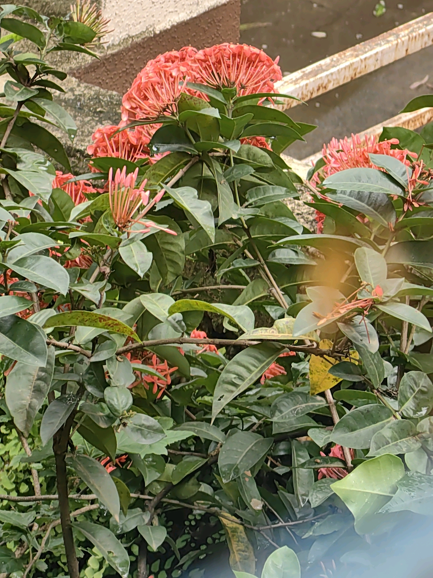 This is a close-up, eye-level shot of a flowering ixora bush, displaying clusters of vibrant red-orange flowers and dark green, glossy leaves. The bush is densely packed, with branches and foliage obscuring much of the background. In the upper background, a textured, light brown wall with a rough surface is visible, possibly part of a building. To the right of the wall, a weathered, metallic railing or structure with a rusty patina and horizontal bars runs across the frame. The ground surface is indistinct and appears wet or damp, with some scattered debris. There are no people or animals visible in the scene. The overall impression is of a lush, overgrown plant thriving in an urban environment, suggesting a location within Mumbai, India, likely a garden, park, or residential area.