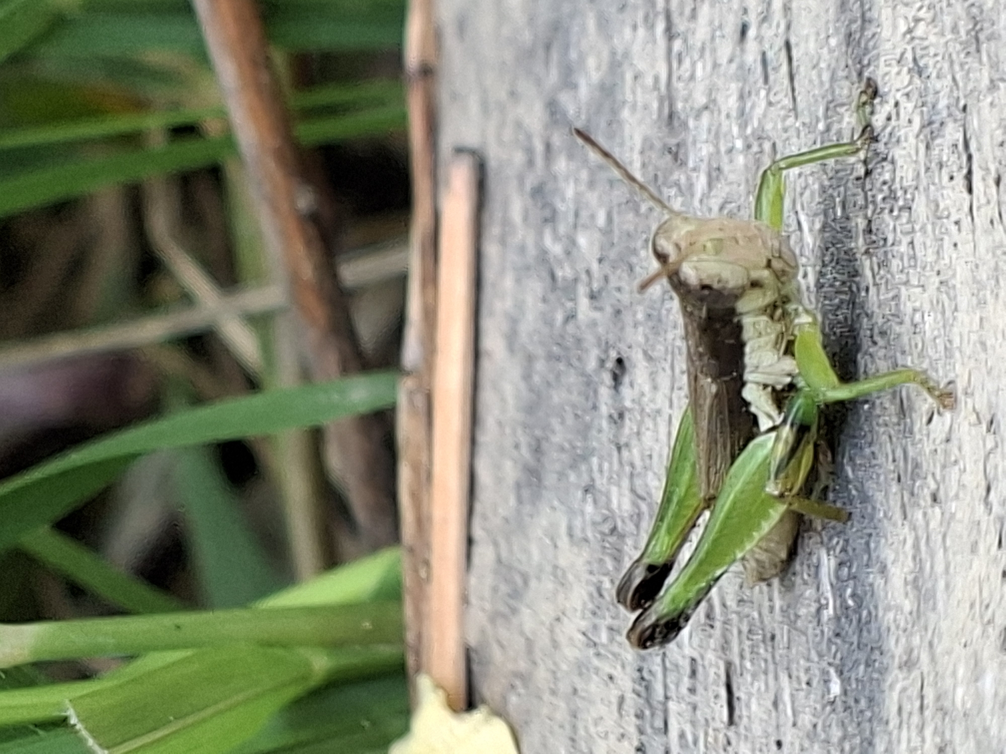A close-up, vertical photograph captures a grasshopper clinging to a weathered wooden surface in Kutaglumpang, Indonesia. The grasshopper, likely a juvenile due to its relatively short wing development, features a light brown head and thorax, sharply contrasting with its vibrant green legs and parts of its body. Its antennae extend upwards. The insect is positioned vertically on the light-colored, textured wood, which shows distinct grain patterns. The background is composed of heavily blurred green grass and foliage, indicating an outdoor natural setting. The scene is well-lit, suggesting daytime conditions. The grasshopper appears stationary, possibly resting or climbing. There is no visible text.