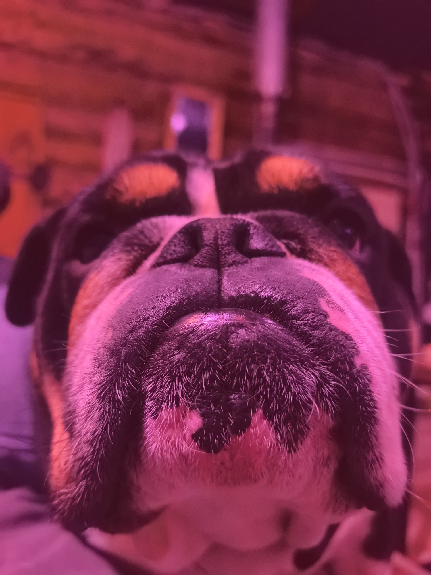 A close-up, low-angle shot features the face of a bulldog, dominating the frame. The dog's large, wrinkled snout, jowls, and dark nose are central, seen from below as it looks directly upwards towards the camera. Its fur is primarily dark, with tan/brown markings visible around the eyes and some white fur on the chin area. The texture of its whiskers and the moist details of its nose are clearly visible.
The entire image is bathed in a striking magenta and pink light, suggesting the use of colored artificial lighting or a filter, which casts a surreal glow on the dog's features. The background is heavily blurred and out of focus, hinting at an indoor setting with indistinct shapes and possibly wooden surfaces, also saturated with the pervasive pink hue.
The dog appears calm and perhaps inquisitive, simply observing the camera. There are no specific activities depicted. No location cues for Noviy, Russia, are discernible within the image itself due to the tight crop and abstract background. The time of day is not indicated due to the artificial indoor lighting. No visible text is present.