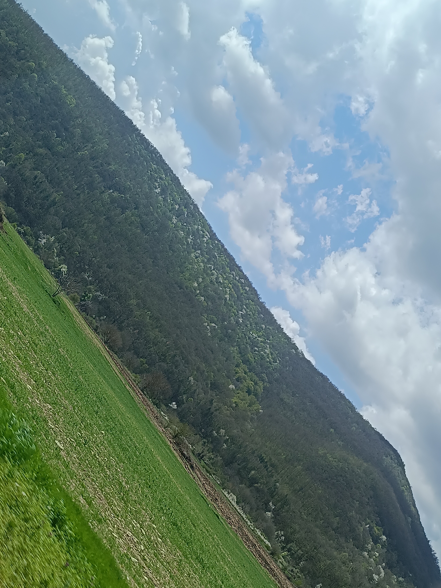 A low-angle, long-shot photograph displays a diagonal composition featuring a vast field leading up to a tree-covered mountain, against a backdrop of a partially cloudy sky. The bottom left of the frame is dominated by a vibrant green field, presumably farmland. Patches of brown earth are visible amidst the green vegetation. The field slopes upwards toward the base of a large, dark-green mountain that runs diagonally across the center of the frame from the upper left to the lower right. The mountain is densely covered with trees and some white flowering plants interspersed within the greenery, particularly at the base of the mountain.
The sky, visible in the upper right quadrant, is a mix of blue and white with cumulus clouds scattered across the blue sections. The photograph's angle gives a sense of height and scale to both the mountain and the surrounding landscape.