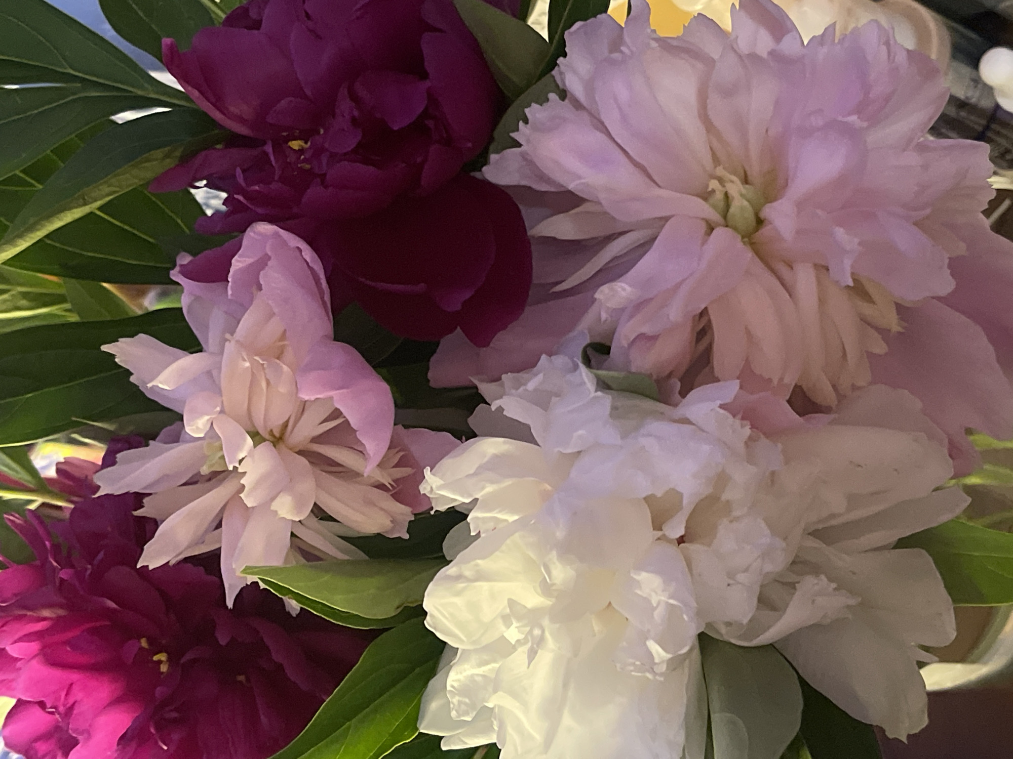A close-up, overhead shot features a bouquet of peonies in various shades of pink, white, and deep magenta. The flowers are in full bloom, with many petals creating a lush, layered effect. Some of the flowers are vibrant, while others appear softer and more muted. Dark green leaves are interspersed among the blooms, providing a natural backdrop. The lighting suggests an indoor setting, possibly with artificial light contributing to the overall illumination. The composition is tight, focusing on the textures and colors of the flowers. The background is blurred, hinting at a domestic environment. There is no discernible indication of the city of Minsk, Belarus, within the image.