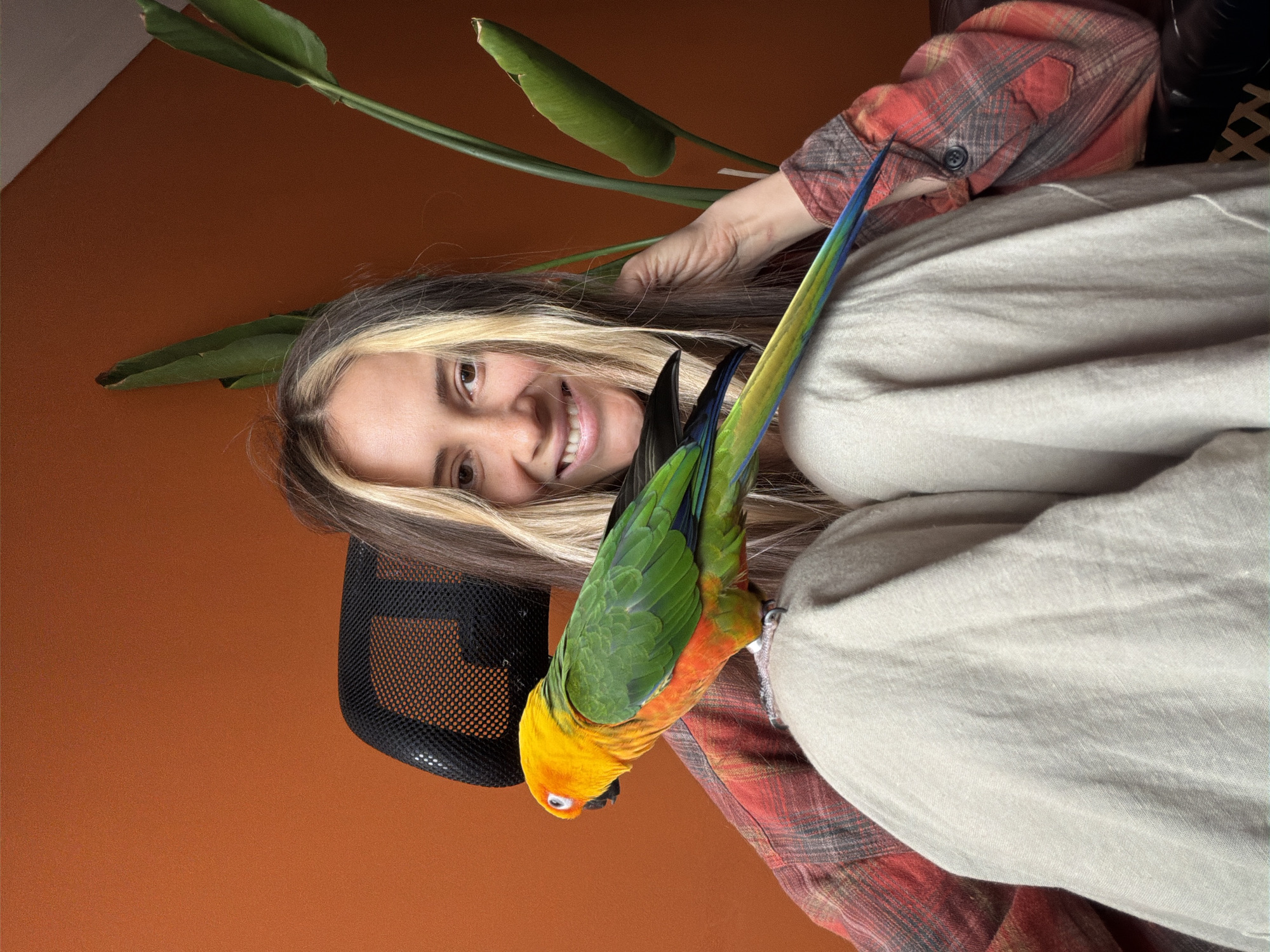 This image captures a warm and cheerful indoor scene, rotated 90 degrees counter-clockwise from what appears to be its natural upright orientation. The primary subject is a young woman, smiling broadly at the camera. She has long, light brown hair with distinct blonde highlights. She is wearing a plaid shirt, predominantly reddish-orange with interwoven grey and black patterns.
A vibrant parrot, likely a Sun Conure, is perched on or near her shoulder. The bird exhibits striking plumage, with bright green on its back and wings, transitioning to brilliant yellow and orange on its chest and head. It appears to be actively engaging, possibly hanging or climbing on the woman.
The background consists mainly of a solid, warm reddish-brown wall, suggesting a cozy indoor environment. A large green plant, with broad, elongated leaves resembling those of a Bird of Paradise, is visible behind the woman, further enhancing the domestic setting. Part of a black mesh office chair backrest is also visible behind her. A light-colored, possibly beige or light grey, fabric or blanket covers a portion of her lap or lower body.
The overall impression is one of a relaxed and happy interaction between the woman and her pet, likely within a residence in Khimki, Russia. The indoor lighting does not indicate a specific time of day. There is no visible text in the image.