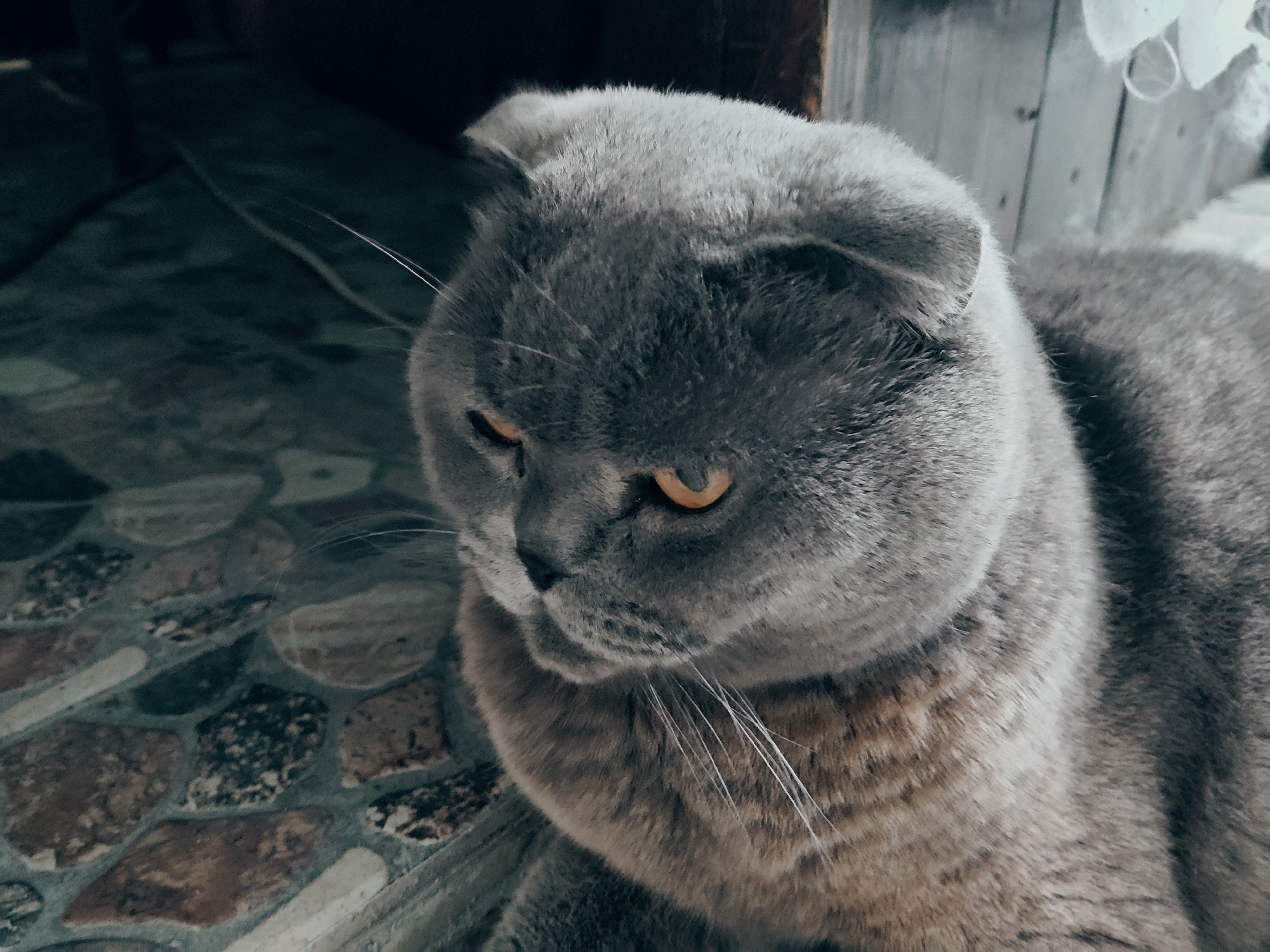This is a close-up, slightly overhead shot of a grey Scottish Fold cat lying on a patterned floor with what appears to be some wooden structures in the background. The cat's ears are folded forward, and its amber eyes are looking off to the left with a soft, slightly melancholic expression. The cat's fur is thick and appears to be a mix of grey and light brown tones, particularly on its chest. The floor is made of irregular, stone-like tiles in various shades of brown, grey, and green. The background is dimly lit, with vertical wooden planks visible on the right side of the frame. There is no discernible urban or specific environmental context to place this image within Kharkiv, Ukraine. The scene is static, with the cat in a resting position.