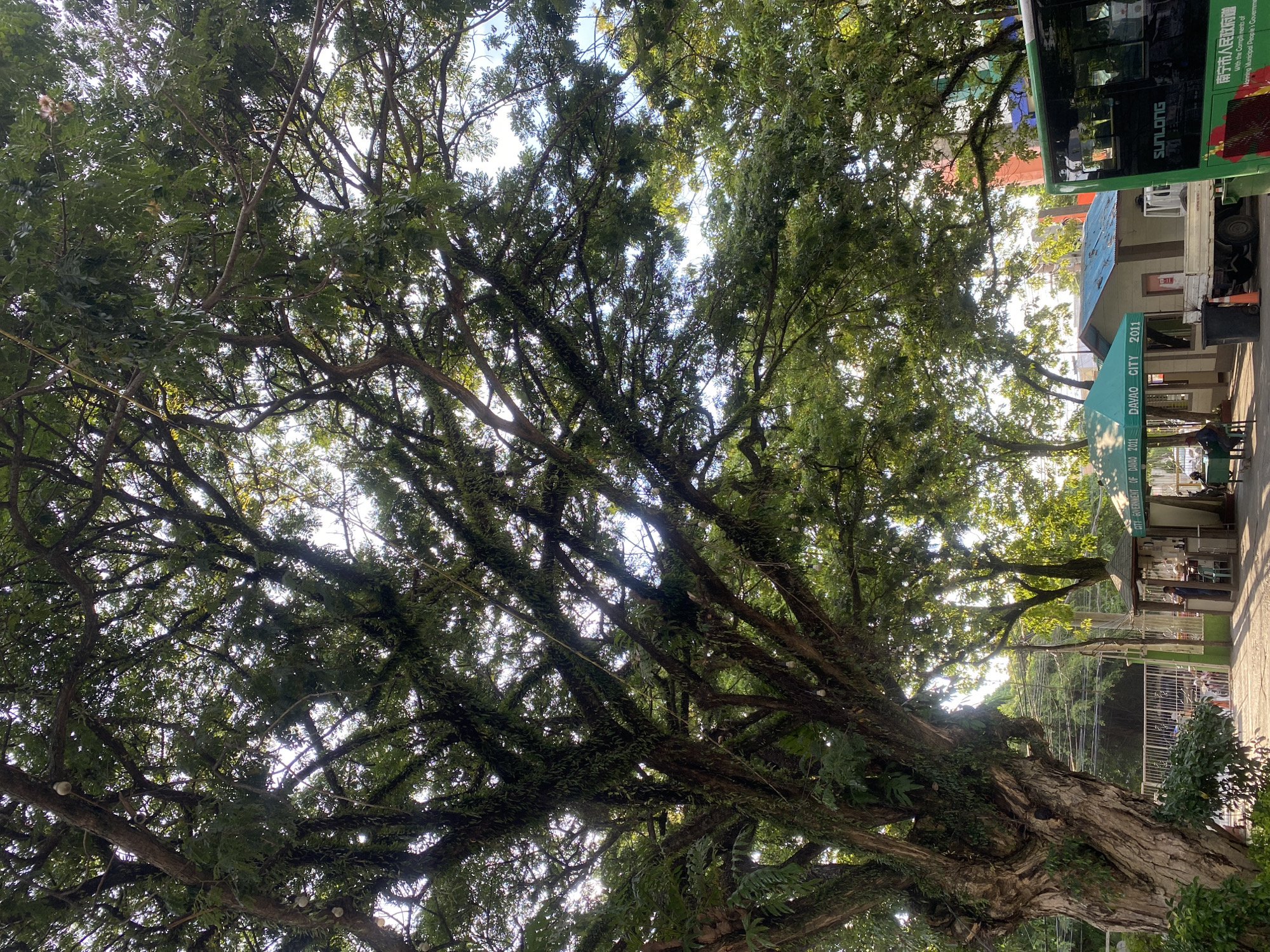 This image captures an outdoor scene in Davao City, Philippines, under the canopy of a large, ancient tree with a thick, textured trunk. Sunlight filters through the dense foliage, illuminating the intricate network of branches covered in moss and vines. In the background, there are several small structures, including a green-roofed kiosk with signs indicating "DAVAO CITY 2011." A white truck with an orange traffic cone behind it is parked nearby. A green bus with "SUNLONG" branding is visible on the right side of the frame. People are present at the kiosk, with one individual standing and others potentially seated. The environment appears to be a public space, possibly a park or a waiting area, with a metal fence in the mid-ground. Power lines are strung across the background. The overall impression is of a verdant, urban setting with signs of local infrastructure.