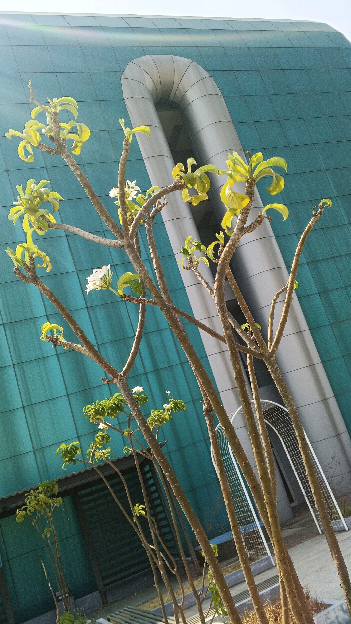This is a low-angle, full-shot photograph taken outdoors, likely in an urban or semi-urban setting. The primary subject is a cluster of thin, bare tree branches with sparse green leaves and a few white flowers, extending upwards towards the sky. The branches are a light brown color and appear somewhat delicate.
Behind the trees, the dominant background element is the facade of a modern building. The building's exterior is covered in teal-colored square panels, arranged in a grid pattern. A prominent architectural feature is a large, curved, silver-colored structure that rises vertically along the building's surface, resembling a large pipe or conduit. This structure appears to be a significant design element of the building.
In the lower portion of the image, to the left, there is a glimpse of a dark, covered structure with a sloped roof and what appears to be a dark, slatted wall or shutter behind it. To the right, a white, arched netting structure, possibly part of a sports facility or decorative element, is visible against the teal building. The ground appears to be paved with concrete and some dry vegetation is visible in the foreground and middle ground. The lighting suggests it is daytime, with sunlight casting shadows and highlighting the leaves and branches.
This image is likely located in Semarang, Indonesia, given the architectural style and the type of vegetation which are common in that region. Specifically, the presence of the modern building with its distinctive teal paneling and curved metallic accent, combined with the tropical-feeling foliage and the climate implied by the bright sunlight, points to an urban area in Semarang. The overall impression is one of juxtaposition between nature and modern architecture.