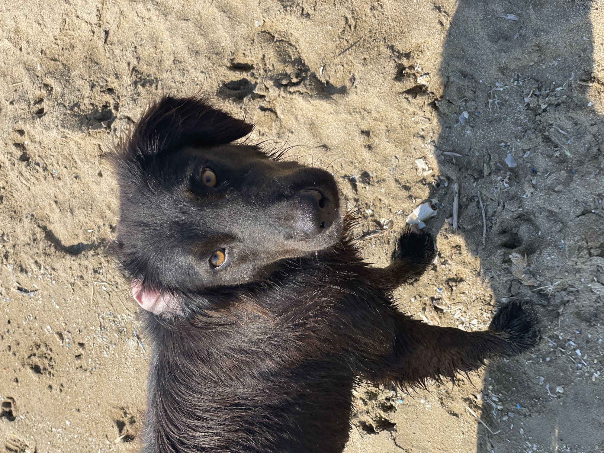 A black, medium-haired dog with amber eyes stands on a sandy surface, possibly a beach, in Spathariko, Northern Cyprus. The dog's fur appears wet and matted. Its left ear is visible, showing a pale pink inner surface. The sand is textured with small pebbles, shells, and debris, including bits of plastic. Paw prints are visible in the sand. The lighting suggests it is daytime, with shadows cast on the ground. The dog is facing the camera, looking directly at the viewer.