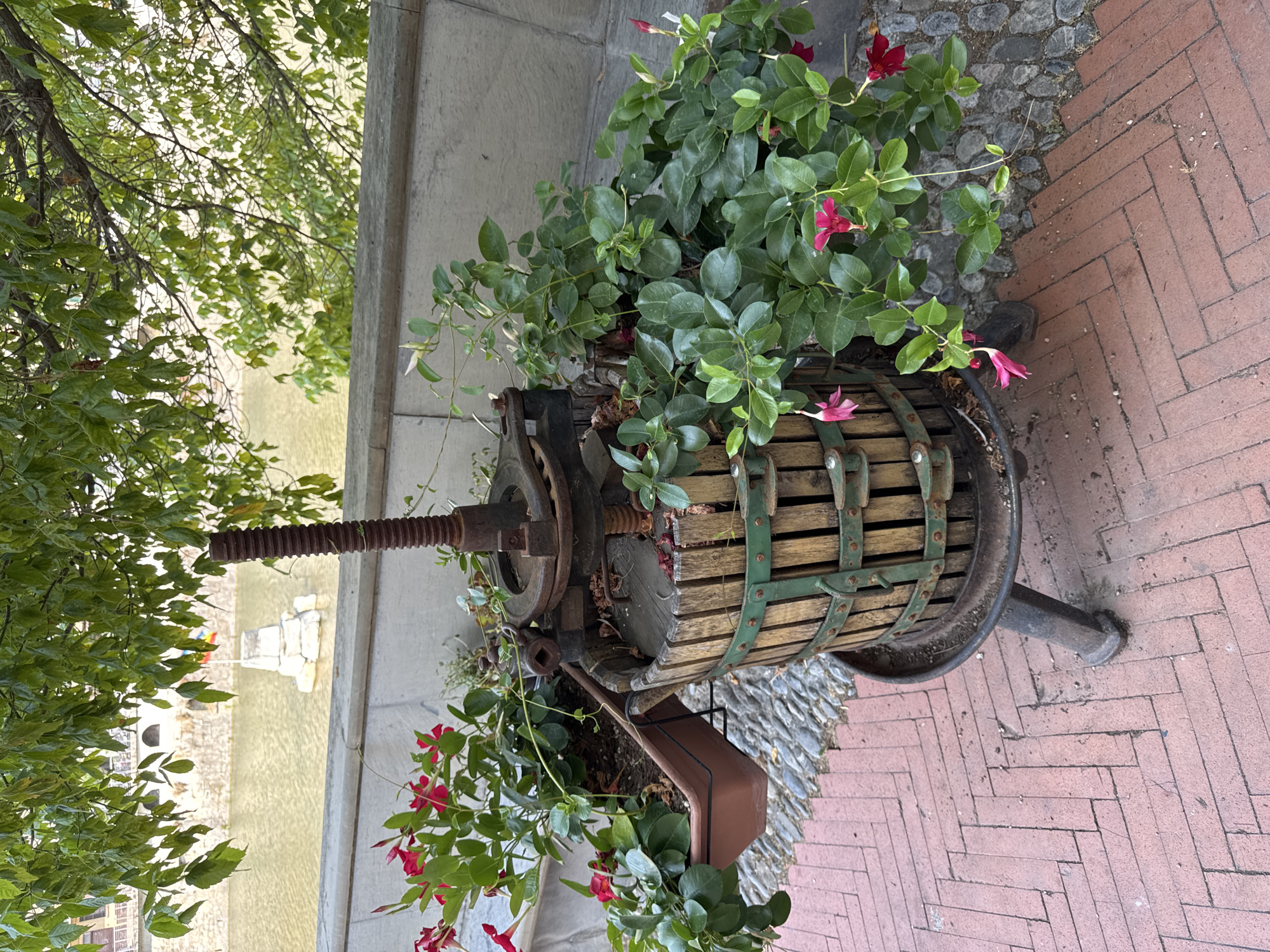 The image captures an outdoor scene in Dolceacqua, Italy, focusing on a vintage wooden wine press repurposed as a planter. The press, with its weathered wooden staves and metal bands, stands on a dark metal base. A large, rusty screw mechanism extends from the top. Lush green plants with vibrant pink and red trumpet-shaped flowers cascade from a brown plastic planter attached to the side of the press. Behind the press, a stone wall borders a body of water, likely the Nervia River, with a white monument in the middle. The ground is paved with red bricks laid in a herringbone pattern, interspersed with grey cobblestones. Overhead, green foliage from a tree partially obscures the sky. There are no people visible in the scene.