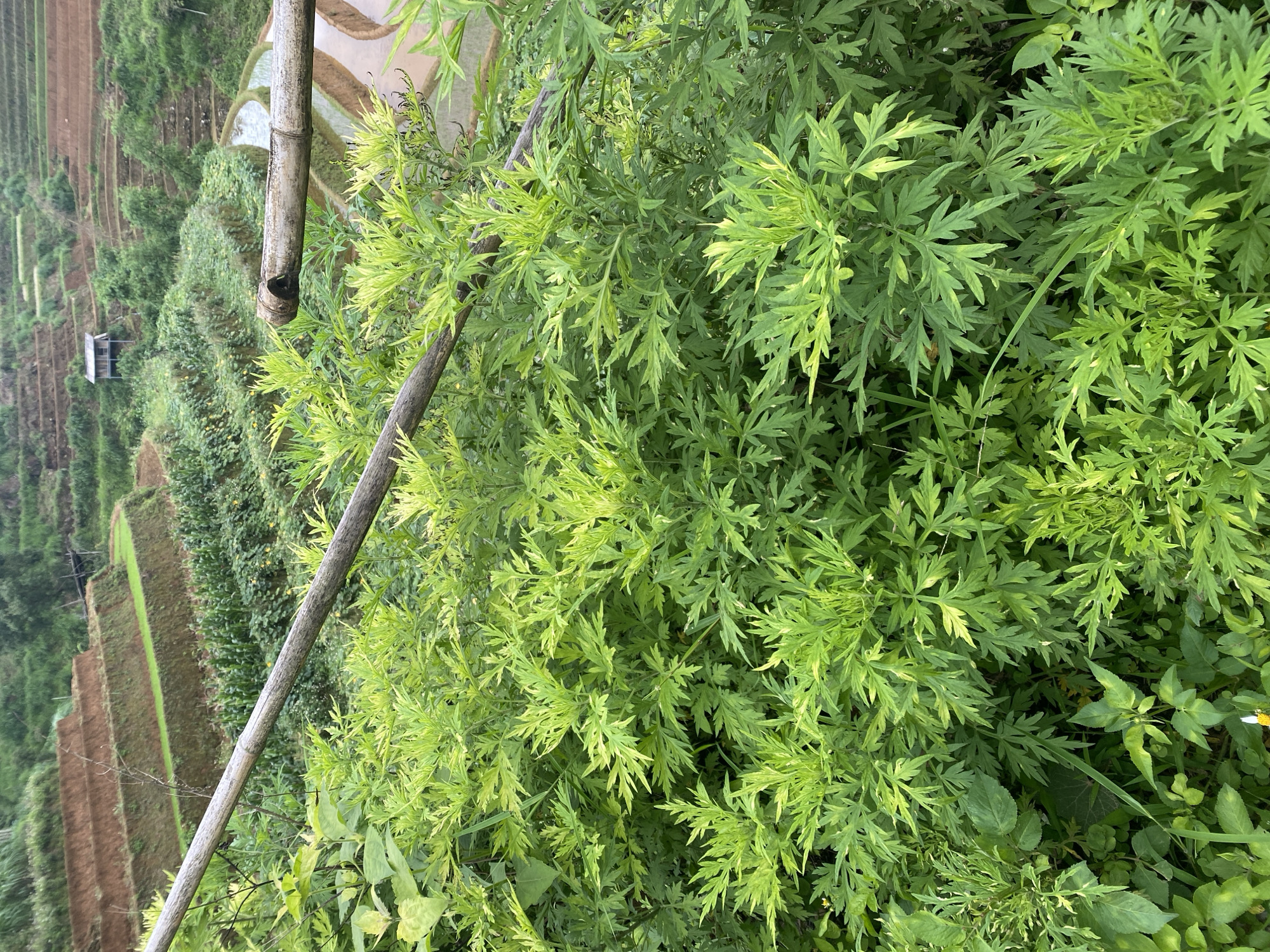 This detailed description pertains to an image captured in Dế Xu Phình, Vietnam, depicting an agricultural landscape.
In the foreground, a dense thicket of vibrant green foliage dominates the lower half of the frame. The primary plant species features deeply lobed, pinnately compound leaves, with newer growth often exhibiting lighter green or yellowish variegation. Interspersed are a few plants with broader, less dissected leaves. Two weathered bamboo poles, likely part of a railing or support structure, traverse the mid-ground diagonally. The upper pole extends from the left to the right, displaying a light grey-brown color and distinct nodes, while a shorter segment of a similar pole is visible on the far right.
The background reveals an expansive system of agricultural terraces carved into a mountainous or hilly terrain. On the left side, several tiers of dry-land terraces are visible, some presenting as bare, reddish-brown earth, while others are cultivated with dense green crops, possibly corn or other cereals, appearing in neat rows further up the slope. A small, simple wooden shelter with a light-colored roof is situated on a higher terrace in the upper-midground. On the right side of the background, an intricate pattern of flooded rice paddies is clearly visible, with water reflecting the overcast sky and forming serpentine pathways between the earthen walls of the terraces. Additional bare earth terraces and forested sections are present further up the slopes. No individuals or animals are visible in the scene, and no specific actions or interactions are occurring. The lighting is diffused, suggesting either an overcast day or an early morning/late afternoon time, with soft illumination across the entire landscape.