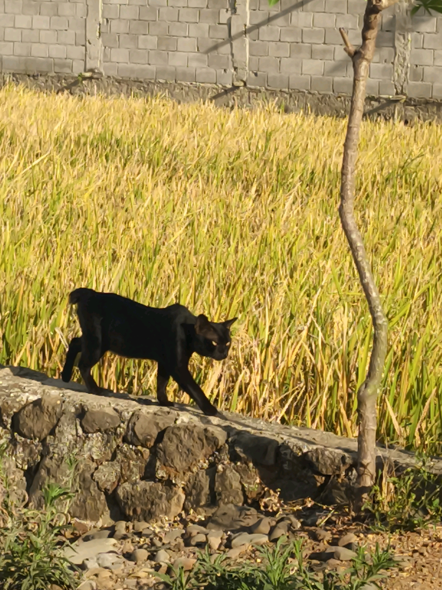 A black cat walks on a stone wall in Majasetra, Indonesia, in front of a field of golden rice stalks. Behind the rice field is a grey brick wall. A thin tree trunk stands to the right of the cat. The sun is shining brightly, casting shadows on the ground. The image captures a moment of rural life in Indonesia.