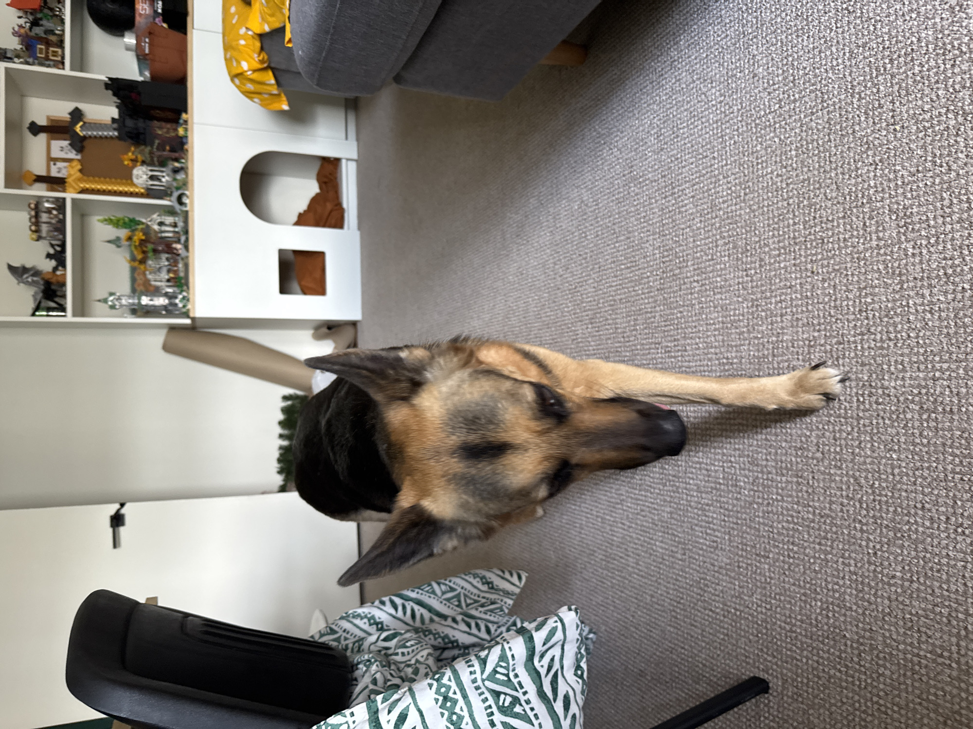 In an indoor setting, likely a living room, a German Shepherd dog lies on a carpeted floor. The dog has tan and black fur, with its head turned to the right. Its left front paw is extended, showing black nails. Behind the dog, a white shelf unit filled with various items, including what appear to be LEGO sets and decorative swords, is visible. To the right of the shelf, a portion of a grey sofa is present, with a yellow fabric draped over it. In the foreground, to the left, a black chair and a patterned fabric are visible. The lighting suggests daytime. The location is identified as Bila Tserkva, Ukraine.