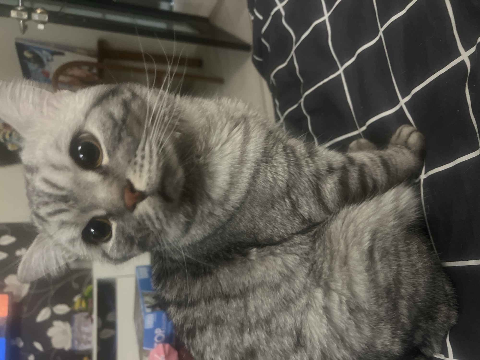 A gray tabby cat with large, round eyes lies on a black and white checkered surface. The cat's body is angled towards the viewer, its head tilted slightly. The background is blurred, showing a partial view of furniture and what appears to be a TV screen with colorful shapes. There is no evidence to suggest this image was taken in the city of Chaikovsky, Russia.