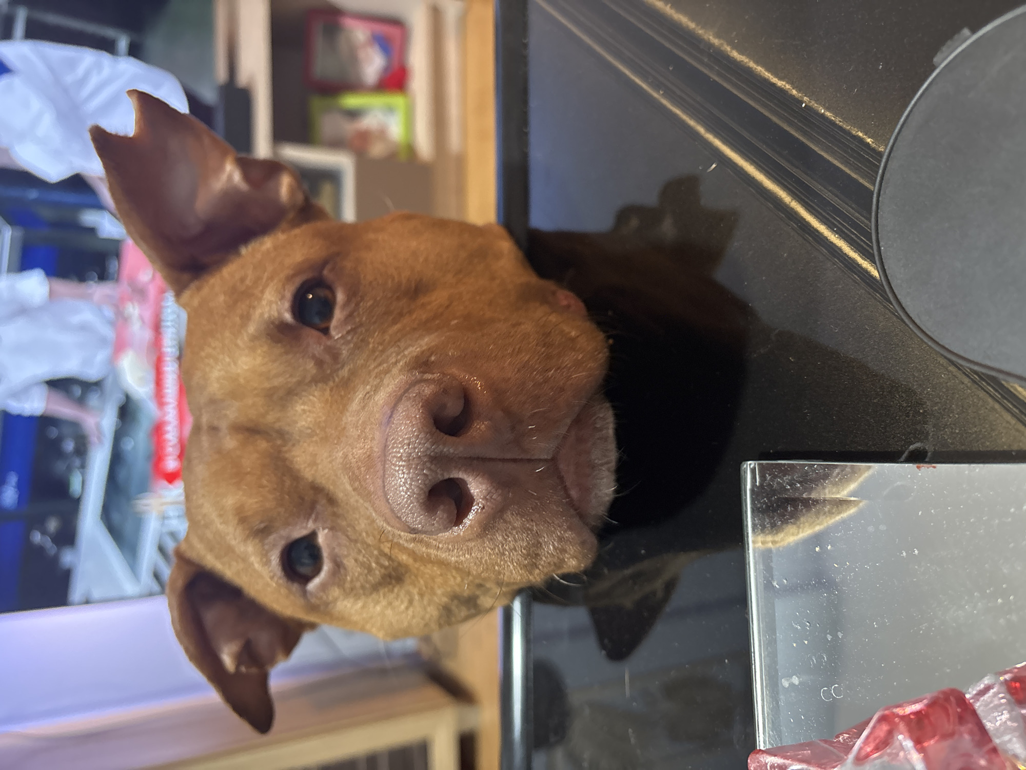 A tan-colored dog with floppy ears and a black muzzle is looking directly at the camera. The dog appears to be resting its head on a black countertop, near a small glass object with red accents. The background is slightly blurred but includes furniture and a television. There is no indication of location.