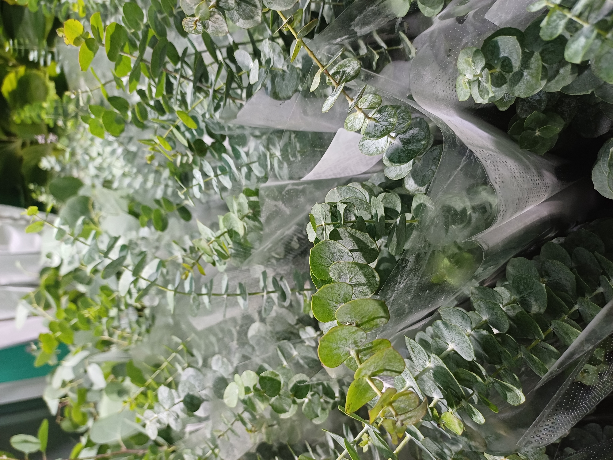 The image shows a close-up view of several bouquets of eucalyptus branches. The leaves are rounded and a pale green to grayish-green color, with some showing a slight powdery bloom. The branches are thin and wiry, with smaller leaves growing opposite each other along the stems. The bouquets are wrapped in clear plastic, some with perforated patterns. The background is blurred but appears to consist of more greenery and possibly some vertical white or light-colored elements. The lighting is natural and diffused. The scene is likely from a flower shop or market in Kuala Lumpur, Malaysia, given the request. There are no people, actions, or specific environmental details within the frame that would further indicate the location or context beyond the floral subject matter.