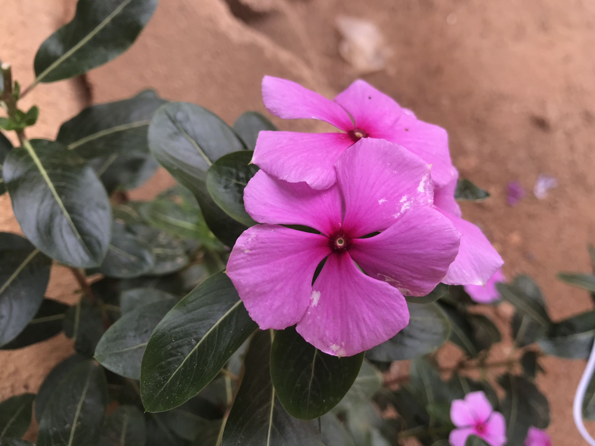 This image captures a close-up of a flowering plant located in Rafin Par, Nigeria. The central focus is on two vibrant pink flowers, each exhibiting five distinct petals and a dark reddish-purple center. The primary flower, positioned slightly to the left of the image center, shows minor white specks on its petals. Immediately to its right, a second similar pink flower is partially visible. Surrounding these blooms are several dark green, elliptical leaves, some in sharp focus revealing lighter green central veins and textured surfaces, while others are blurred. The background consists of an out-of-focus, uniform earthy brown tone, indicative of bare soil or an earthen wall. A smaller, blurred pink flower is discernable in the lower left portion of the frame. The scene is illuminated by what appears to be ambient natural light. No human subjects, animals, or artificial structures are prominently featured.