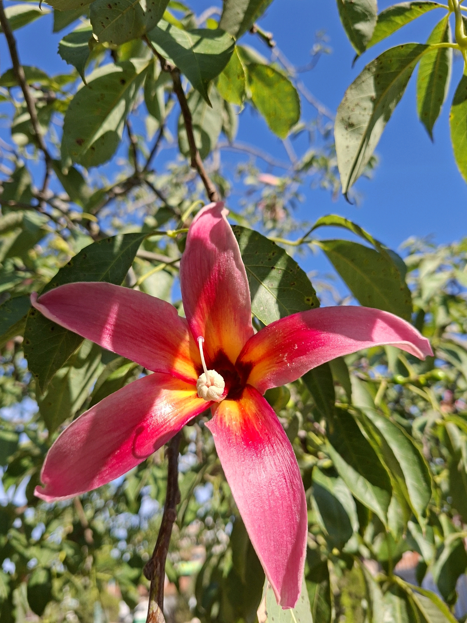 A close-up, eye-level, outdoor shot captures a vibrant pink and yellow flower with five petals against a bright blue sky and blurred green foliage. The flower is the central subject, positioned slightly off-center to the right. Its petals are broad and textured, with a gradient of color from deep pink at the edges to yellow near the center. A delicate white stamen protrudes from the flower's core. The background consists of out-of-focus green leaves and branches, with segments of a clear blue sky visible through the gaps. The lighting suggests a sunny day, casting shadows on the petals and leaves. The image appears to be taken in a natural setting, possibly a park or garden, within the city of Torrevieja, Spain, though no specific landmarks are identifiable. There are no people or animals present.