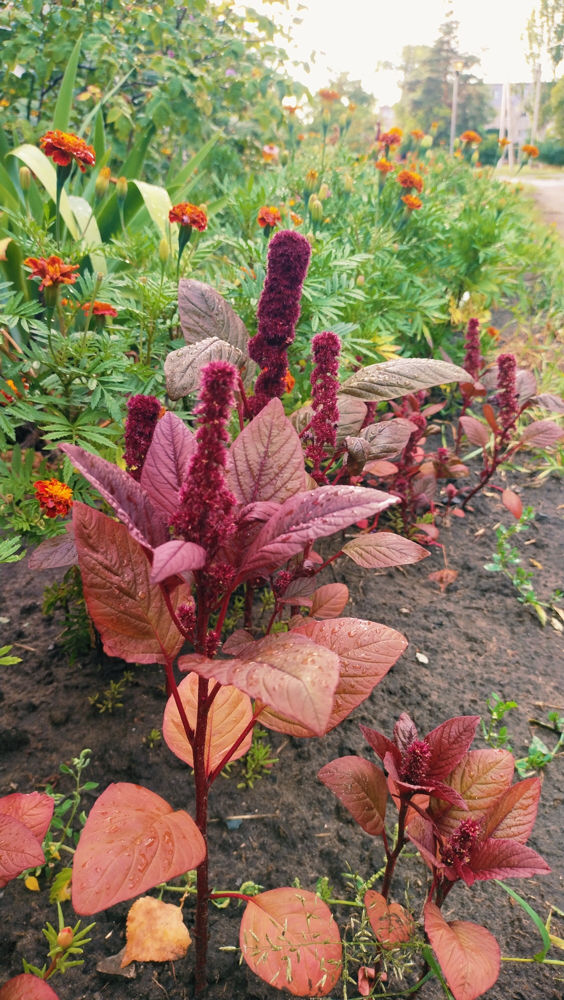 The image depicts a close-up view of amaranth plants with deep red foliage and flower spikes, growing in a garden bed. The leaves appear to have water droplets on them, suggesting recent rain or watering. In the background, there are blurred orange marigolds and green foliage, with a path and trees visible in the distance. The scene is likely outdoors, in a cultivated area, possibly a park or residential garden in Horishni Plavni, Ukraine. No people or animals are visible. The lighting suggests it is daytime, with soft light illuminating the scene.