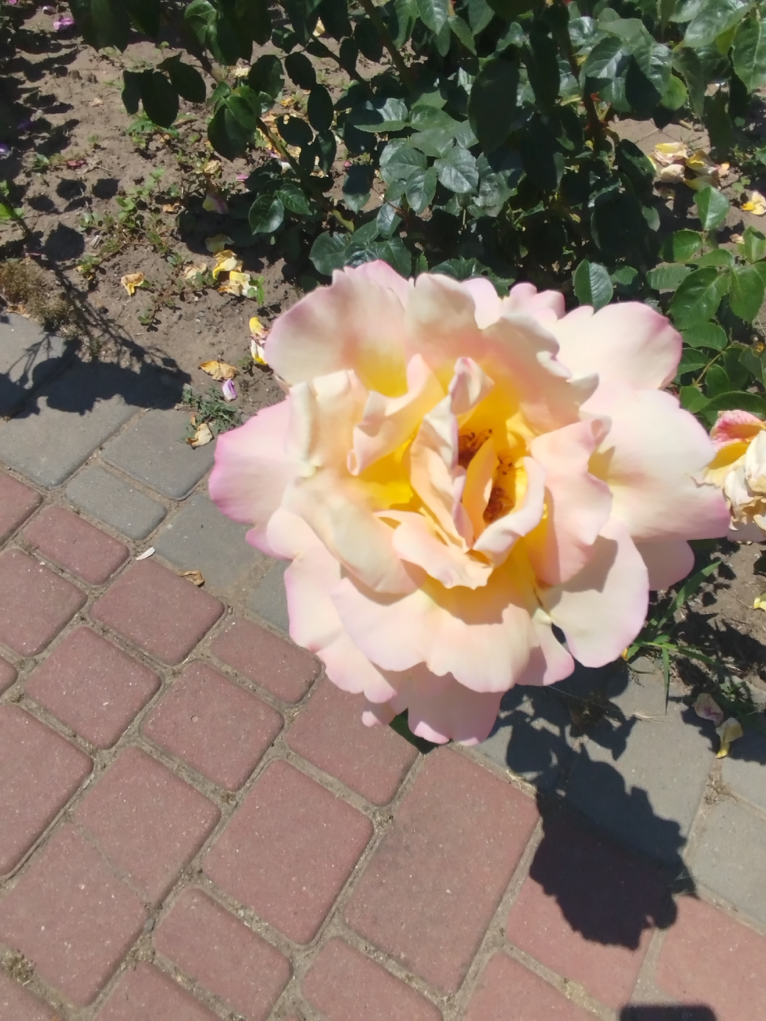 A close-up, high-angle shot captures a soft-focus pink and yellow rose in full bloom, its petals gently unfurling. The rose is positioned slightly off-center to the right, with a portion of another, less defined rose visible to its upper right. The background consists of dark green rose leaves and stems, with a patch of brown soil speckled with fallen yellow petals and small green weeds. In the foreground, a paved walkway composed of red and gray rectangular bricks forms a diagonal line across the lower half of the image. Shadows from the rose bush and the rose itself are cast across the walkway. The scene appears to be outdoors, under bright sunlight.