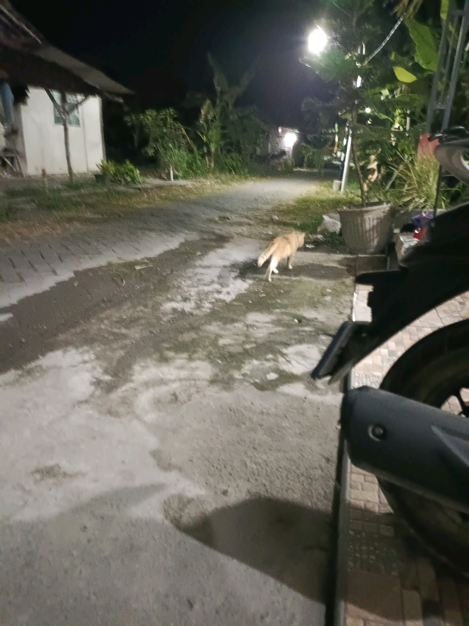 The image depicts a nighttime scene on a paved pathway in Rancang Kencono, Indonesia. A ginger-colored cat is walking away from the camera towards a building in the background. To the right of the cat, a large potted plant is visible, and beyond that, part of a motorcycle is in the foreground. The environment appears to be a residential area, with low-lying structures and vegetation. A street lamp illuminates the scene.