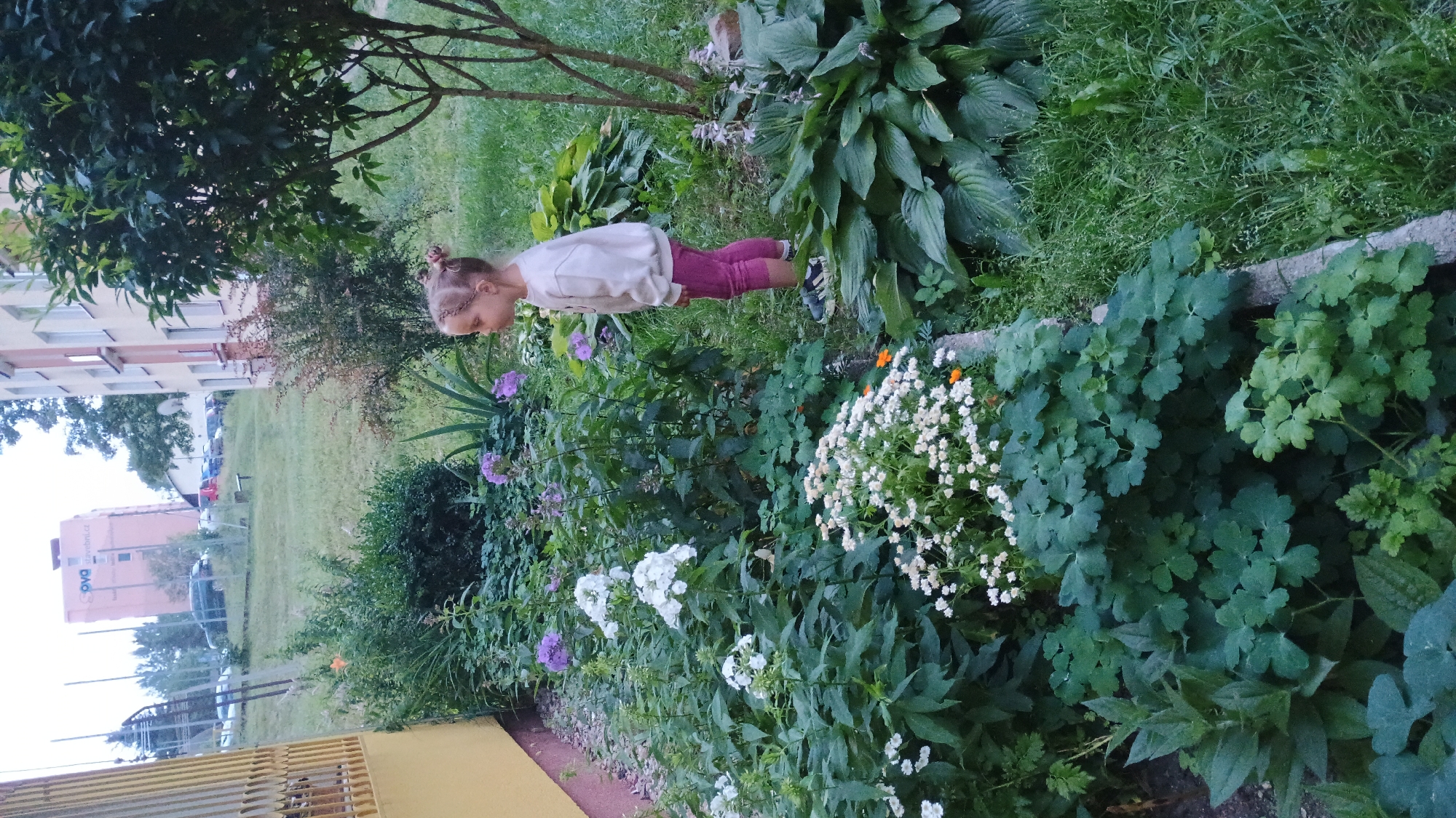 A young girl with blonde hair in two buns stands in a garden in Sokolov, Czechia. She is wearing a light-colored sweatshirt and pink leggings. She is looking to her right at a flowerbed filled with various plants, including white and purple flowers, and large green hosta leaves. Behind the garden, there is a yellow building on the left and a multi-story apartment building in the background. The sky is overcast. Cars are parked in front of the apartment building.