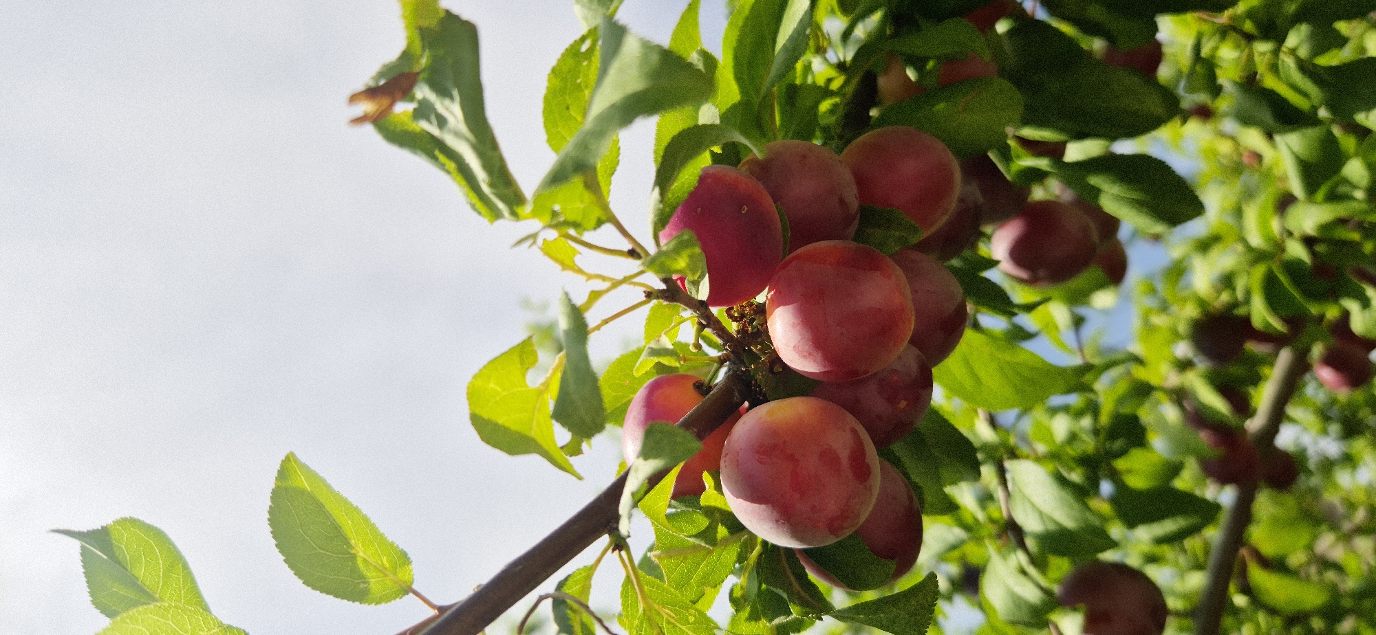 A cluster of ripe, red plums hangs from a tree branch, illuminated by bright sunlight. The plums are various shades of red and pink, with some showing a hint of yellow. They are nestled amongst vibrant green leaves, some of which are backlit by the sun, creating a translucent effect. The background is a bright, slightly hazy sky. The image is a close-up shot, focusing on the fruit and foliage. The location is unknown, as is the city.