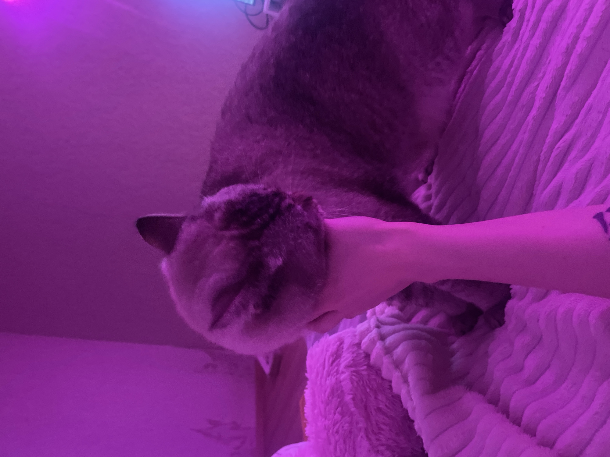 A person's hand is held up to the face of a domestic cat, obscuring its head and ears. The cat appears to be a short-haired breed with gray and black tabby markings. It is lying down on a soft, textured blanket with a ribbed pattern. The blanket is a light pink or lavender color. A portion of a fluffy, pink stuffed animal is visible to the left of the cat. The scene is illuminated by a strong pink light, likely from a neon or LED source, casting a purple hue over the entire image and creating a dimly lit, bedroom-like environment. The background is out of focus but suggests a wall. There are no clear indicators of the city of Votkinsk, Russia within the image itself.
