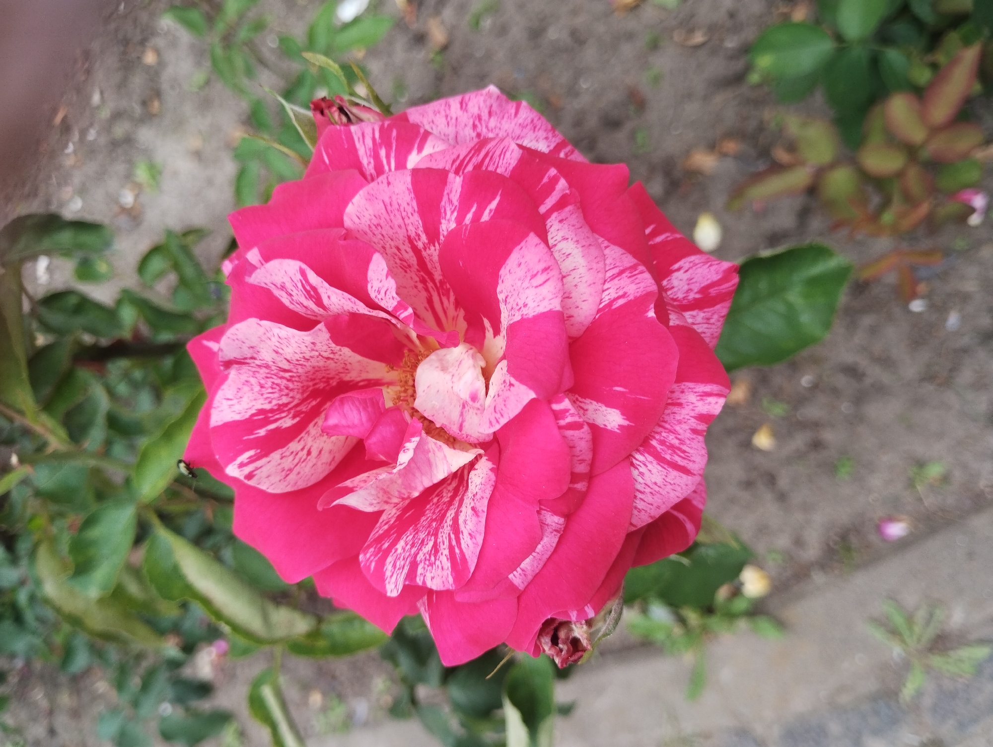 A close-up, high-angle shot captures a vibrant, multi-petaled rose in full bloom. The rose exhibits a striking pattern of deep fuchsia and white, with streaks of white splashed across the fuchsia petals. The petals are layered and slightly ruffled, creating depth and texture. In the upper left portion of the image, a small, dark insect with a metallic sheen is perched on the edge of a rose petal. The rose is part of a bush with green leaves visible in the background. The ground beneath the rose bush appears to be a mix of soil and small stones, with a paved surface visible on the left side of the frame. The lighting suggests an overcast day. The overall impression is a detailed botanical study of a single, captivating flower. There is no indication of the city of Sumy, Ukraine, or any specific urban environment within the image itself.