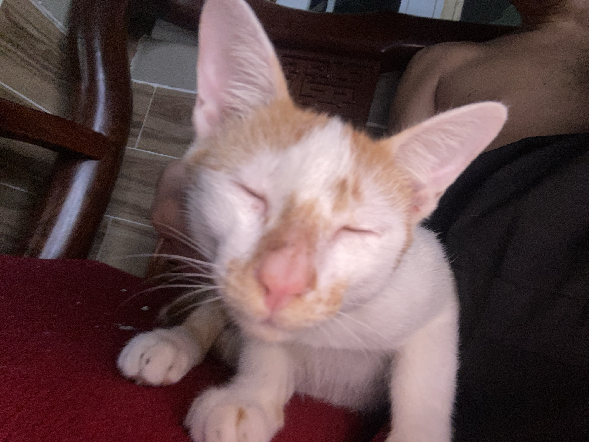 A close-up, eye-level, outdoor shot shows an orange and white kitten with closed eyes, facing the camera. The kitten's nose is pink, and its whiskers are long and white. Its ears are pointed and pink. The kitten's front paws are visible, resting on a red surface. The background is blurred, but appears to be a domestic setting with wooden furniture and a person's bare shoulder and upper back, possibly in Thuận An, Vietnam. The lighting is natural and suggests daylight.
