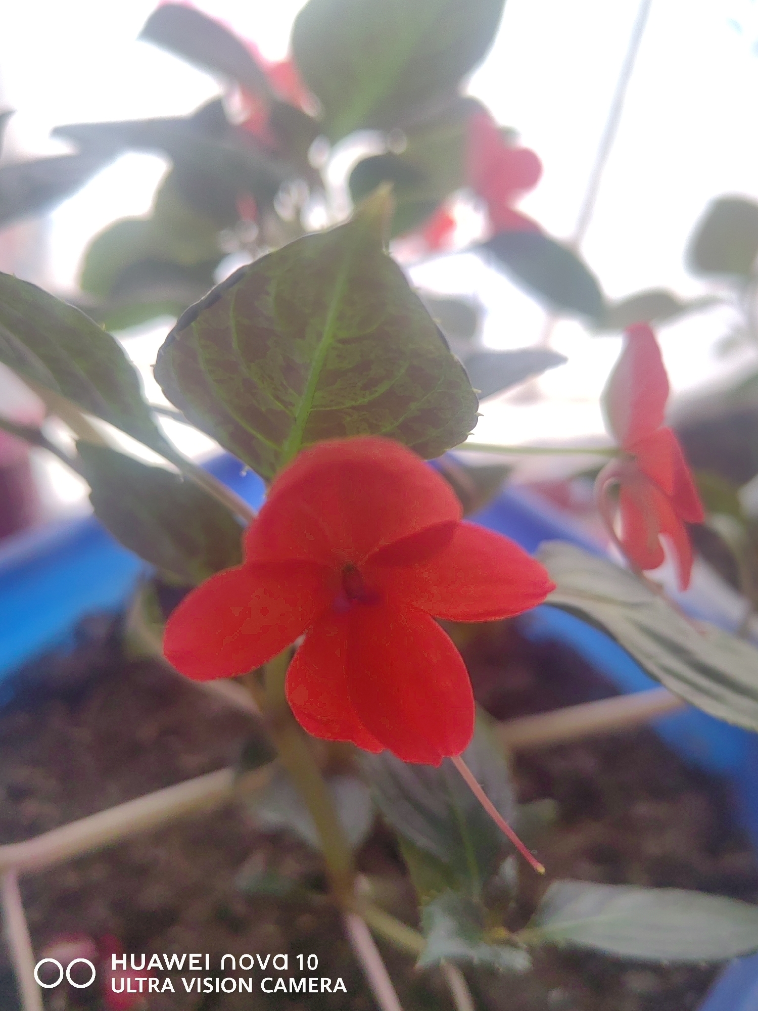 A close-up, slightly blurry photograph shows a vibrant red impatiens flower in the foreground. The flower has five delicate petals, with a darker center. A thin, red pistil extends from the center of the bloom, tipped with yellow. The flower is surrounded by green leaves, some of which are out of focus. In the background, other red flowers and green foliage are visible, also blurred. The overall lighting suggests an indoor setting, possibly near a window, with a bright, blown-out background. The bottom of the image contains a watermark indicating "HUAWEI nova 10 ULTRA VISION CAMERA." There is no identifiable information suggesting the location is Jetim-Dobo, Kyrgyzstan. The image depicts a still life of a flowering plant.