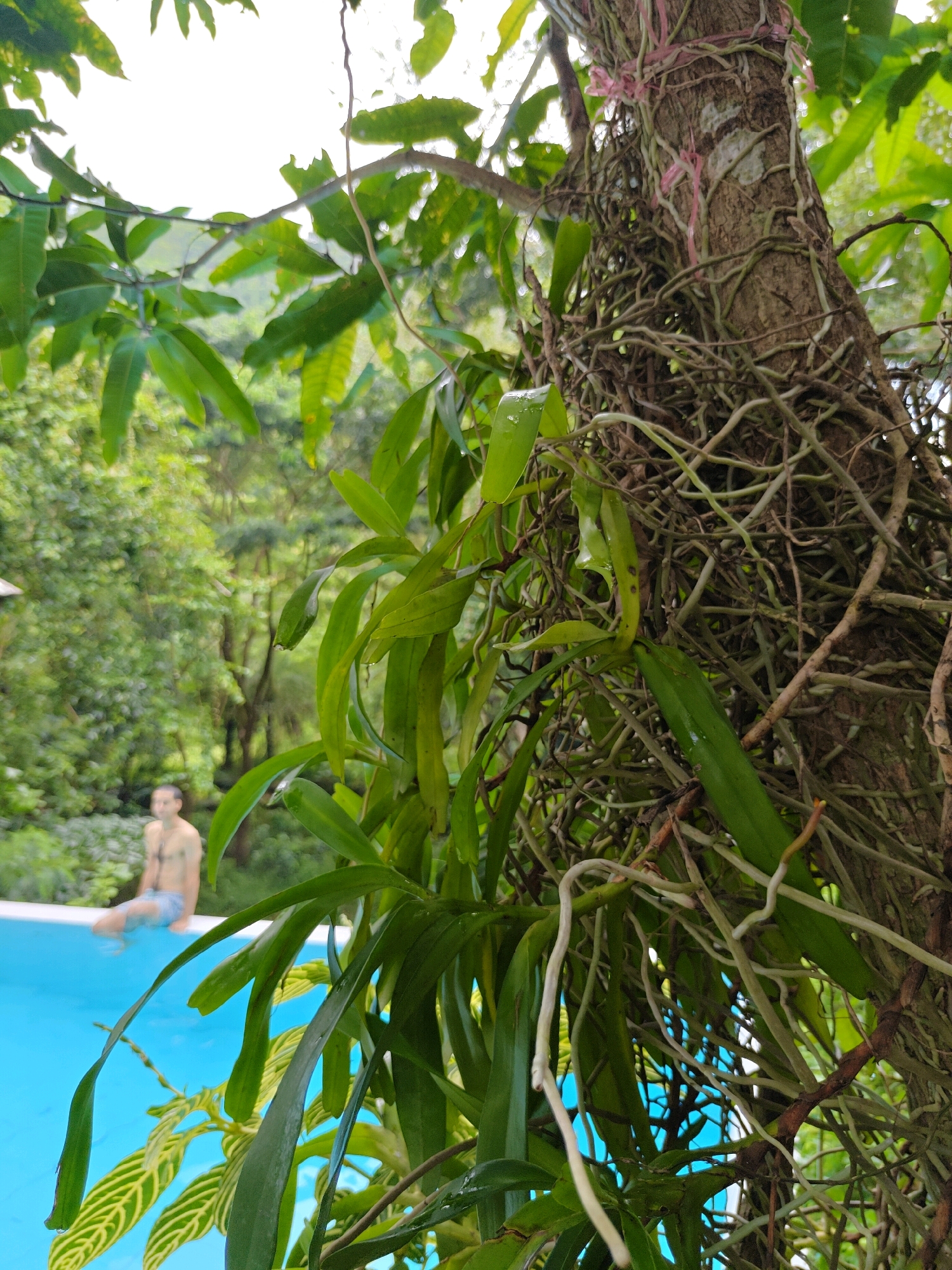 In Mu Si, Thailand, a close-up view focuses on the thick, woody trunk of a tree, heavily entwined with a dense network of aerial roots and vines. A few pink ties are visible, securing some of the growth to the trunk. Lush green leaves, some elongated and pointed, hang in the foreground, obscuring parts of the trunk and roots. Beyond the tree, a bright blue swimming pool is visible. A man, shirtless and wearing blue patterned swim trunks, sits on the edge of the pool, with his legs submerged in the water. The background is a dense, green forest, suggesting a tropical environment. The lighting indicates it is daytime, likely overcast or in shade, as there are no harsh shadows.