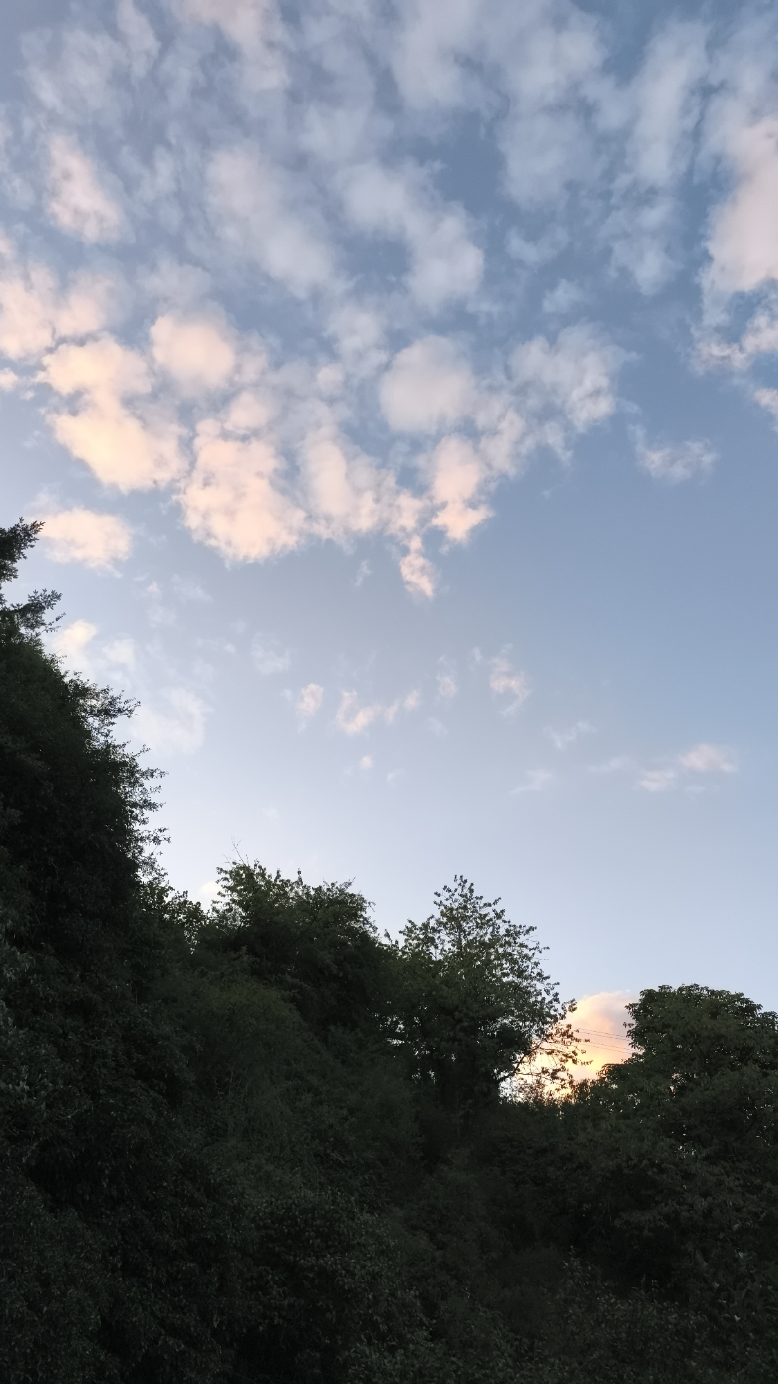 This is a vertical, slightly low-angle shot of a densely wooded hillside against a pale blue sky with scattered clouds tinged pink. The trees form a dark, textured mass that slopes upward from the bottom left corner of the frame, obscuring the ground and any potential urban features. The upper portion of the image is dominated by the sky, with fluffy, cotton-like clouds drifting across the expanse. Some clouds are brighter white, while others are softened with hues of pale pink and apricot, suggesting either a sunrise or sunset. The overall impression is one of nature reclaiming an area, with the dense foliage creating a lush and wild appearance. There are no visible people, animals, buildings, or any clear indication of the city of Idar-Oberstein, Germany, other than the provided context.