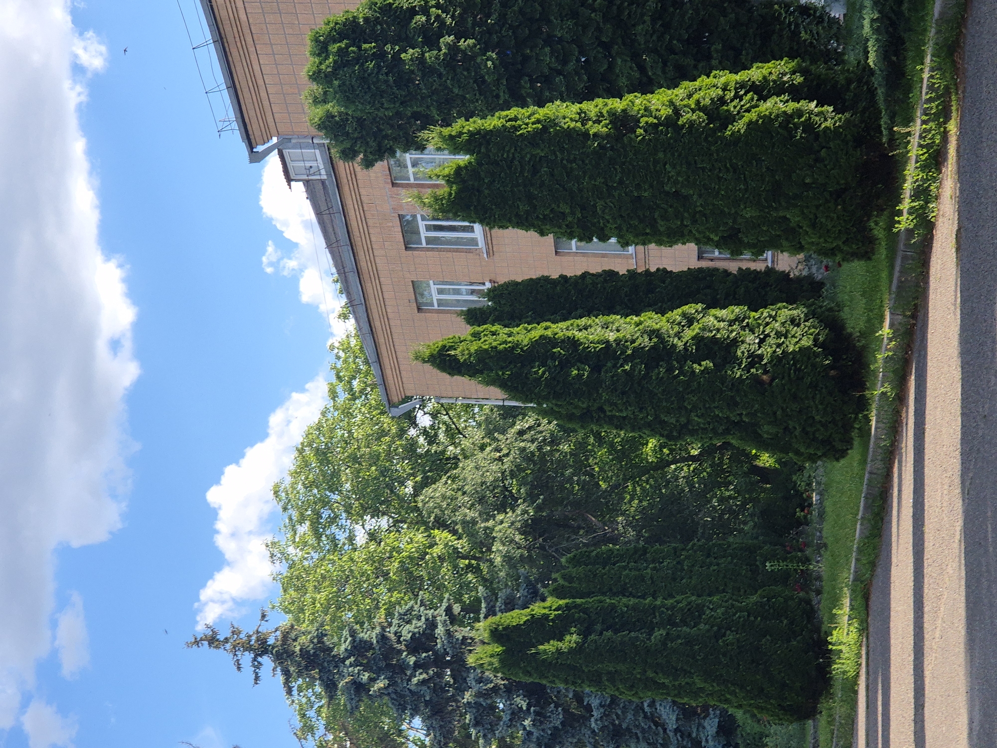 In the city of Sozonivka, Ukraine, a building with light brown brick facade stands partially obscured by a line of evergreen trees. Several coniferous trees, some conical and others more broadly shaped, are positioned in front of the building. The trees vary in height and density, with the conical ones appearing more manicured. Behind the front row of trees, a taller, darker evergreen tree is visible, and beyond that, a denser canopy of deciduous trees forms a green backdrop. The building has multiple windows with white frames, and a dark-colored roofline with a safety railing. The sky above is a vibrant blue, punctuated by scattered white clouds. In the foreground, a paved surface, likely a road or pathway, casts shadows from the trees and an unseen object. The scene suggests an outdoor, daytime setting, possibly a park or the grounds of an institution.
