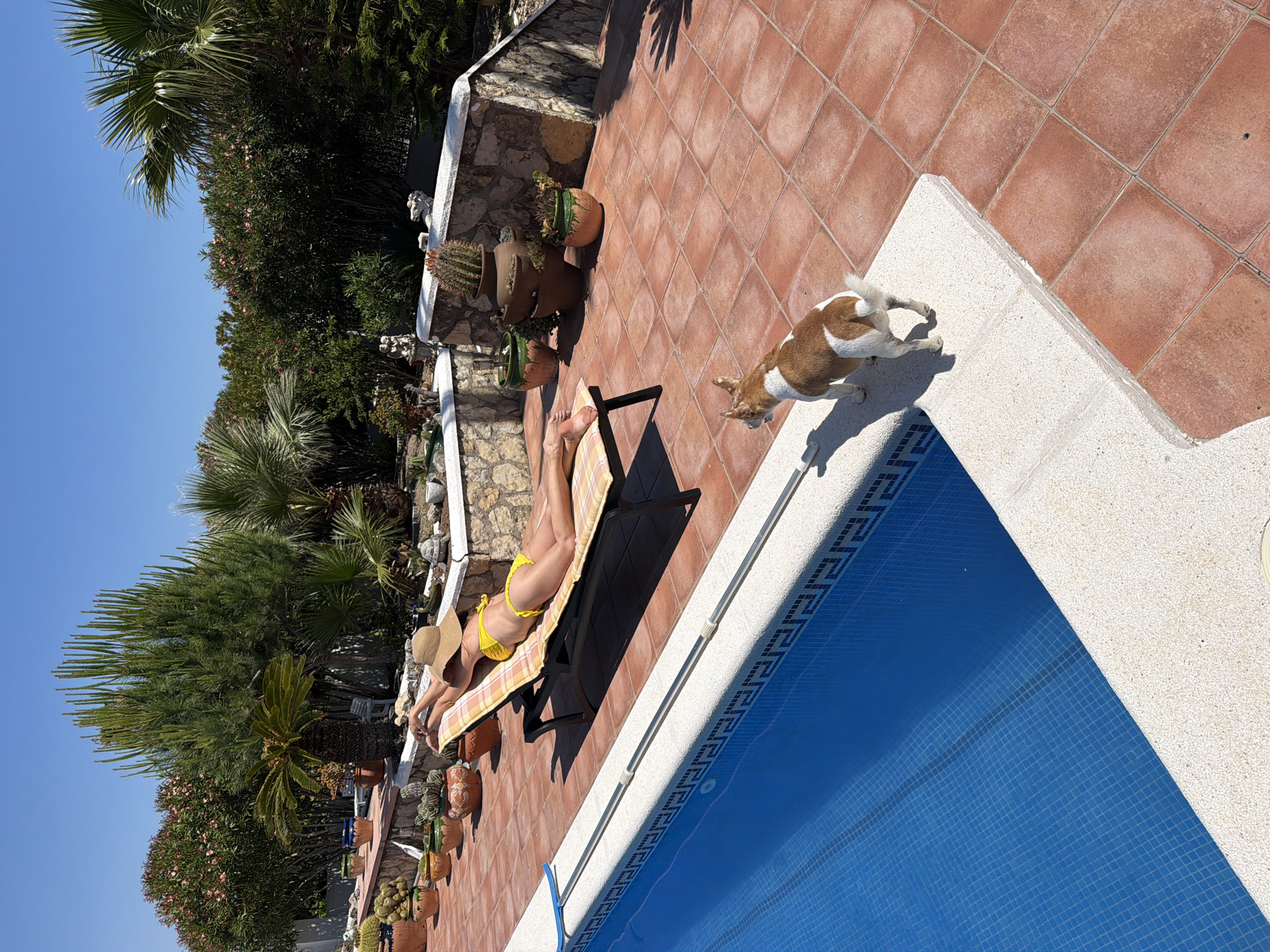 A sunny outdoor scene captures a woman in a yellow bikini and straw hat relaxing on a lounge chair beside a swimming pool. She lies on a towel with a checkered pattern. Beside her, a brown-and-white dog stands near the edge of the pool. A variety of potted plants, including cacti, line the edge of the tiled patio. The location is Mont-roig del Camp, Spain.