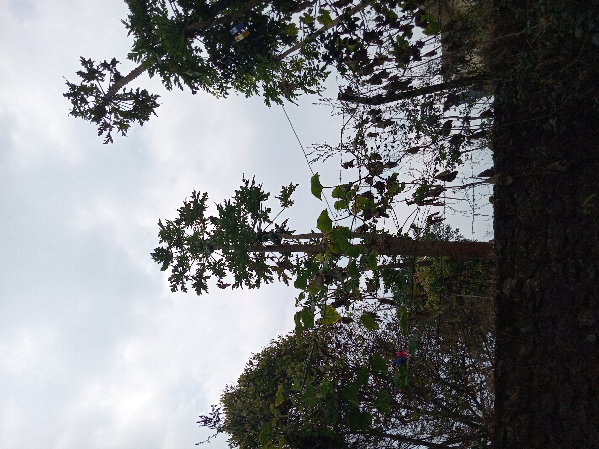 The image depicts a view of trees and vegetation against an overcast sky, likely taken from a low vantage point looking upwards. A dark, rough stone wall forms the foreground. Several trees are visible, with the most prominent being a tall, slender tree with sparse, large leaves in the center of the frame. To its right, another tree with a denser canopy and some fruit can be seen. The left side of the image shows a large tree with dense foliage, and further back, more trees and branches. Some barbed wire is stretched across the scene, with dried leaves and vines attached. The sky is a uniform light gray, indicating cloudy weather. There are no people visible in the image. The overall impression is one of natural growth within an outdoor setting, possibly a backyard or a hillside. The location is identified as Claket, Indonesia.