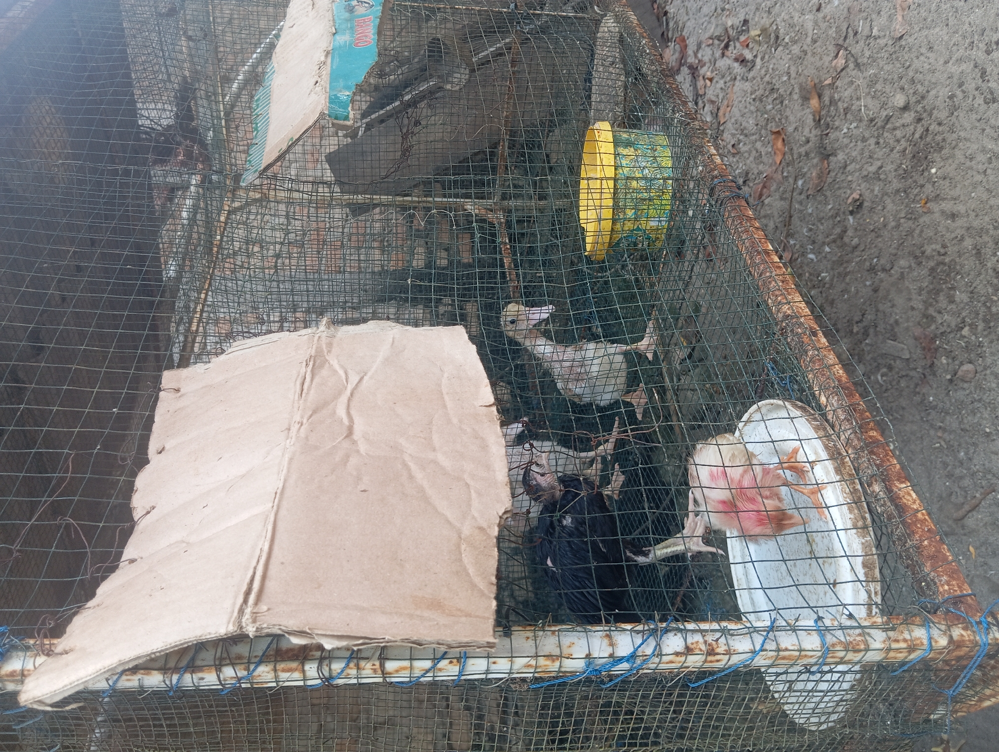 In a cage made of wire mesh and rusty metal bars, several young birds, likely chickens and ducks, are housed. A piece of cardboard is attached to the front of the cage, serving as a partial covering. Inside, one particularly pale chick with pink skin and downy feathers is drinking from a white shallow dish. Further back, darker birds, possibly chickens, are huddled together. A light-colored duckling with a pronounced beak stands near a colorful yellow bucket. The cage sits on a dirt or sandy ground, with fallen leaves scattered around. The background of the image suggests an outdoor, possibly rural, setting. The scene is observed from a perspective looking into the cage.