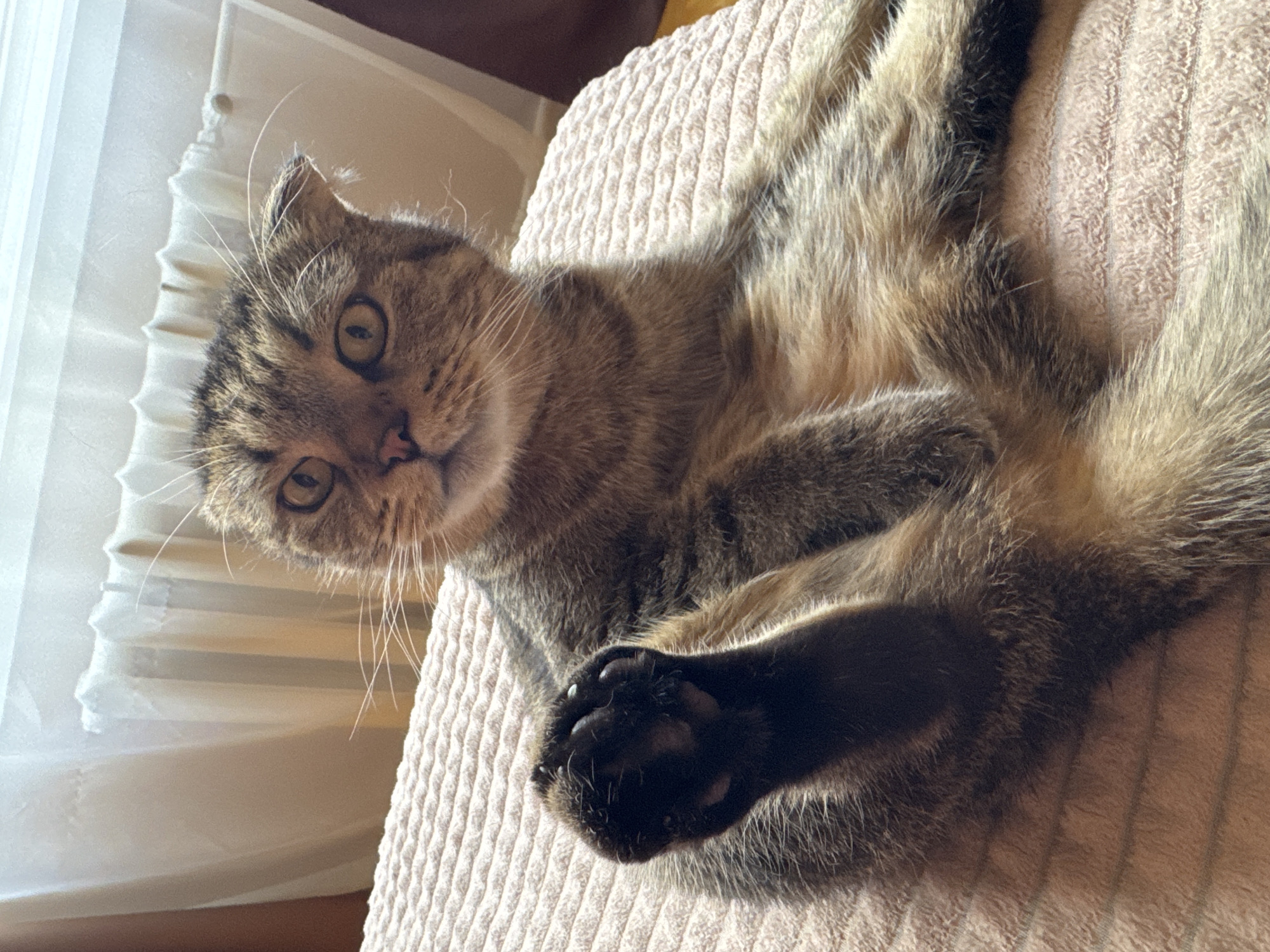 A brown tabby Scottish Fold cat lies on a beige ribbed surface, possibly a sofa or chair, in what appears to be an indoor setting. The cat is positioned diagonally in the frame, with its head in the upper left corner and its body extending towards the lower right. The cat's left paw, with its prominent black toe beans, is positioned close to the bottom of the frame. A white window covering is visible in the background on the left side of the image. There is no verifiable location information to specify the city of Chaikovsky, Russia.