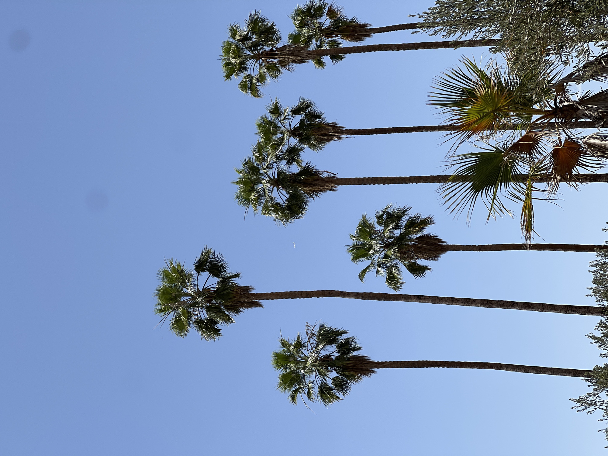 The image shows a view looking up at several palm trees against a clear blue sky. The trees vary in size and density of foliage. Some trees have clusters of brown, dead fronds. The tops of other trees are visible in the corner. The image was taken in the city of Saâda, Morocco. There are no people visible.