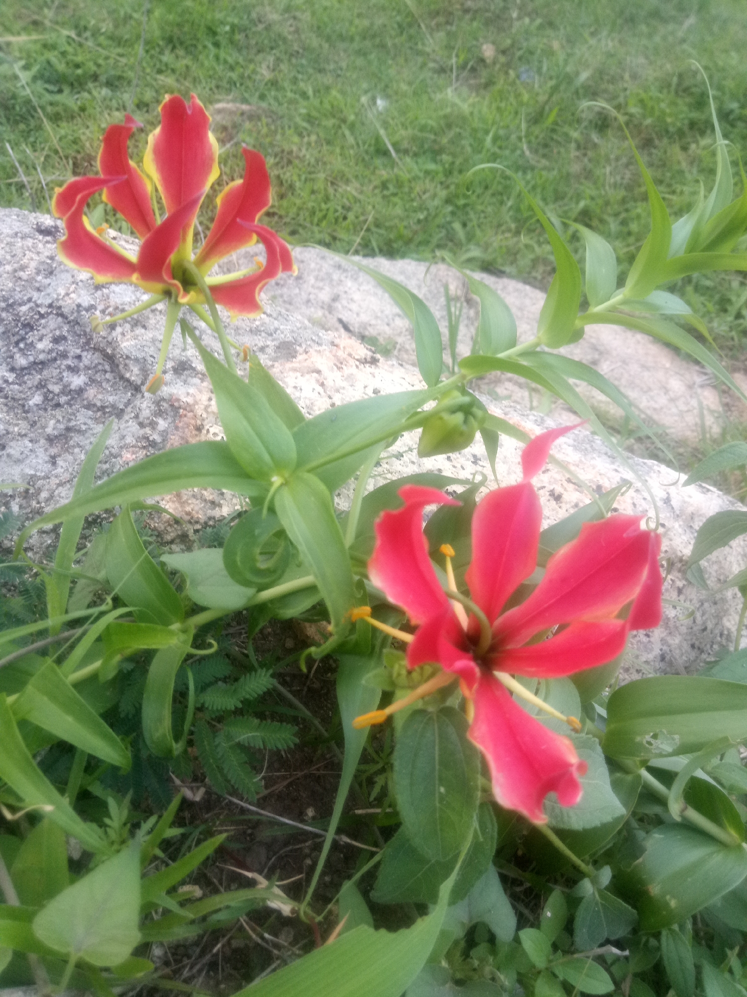 The image shows two red and yellow flowers with long, wavy petals, characteristic of a Gloriosa lily. They are growing amidst green foliage and are positioned in front of a large, grey rock. The background is blurred and consists of green grass and soil, suggesting an outdoor, natural setting. The flowers appear to be in bloom, with their delicate petals unfurled. One flower is slightly out of focus in the foreground, while the other is sharper and positioned in the upper left portion of the image. A green bud is also visible on the stem of the plant. The lighting suggests it is daytime, possibly with soft sunlight. The overall scene is one of natural beauty, with the vibrant flowers contrasting against the muted tones of the rock and grass. There is no visible text in the image.