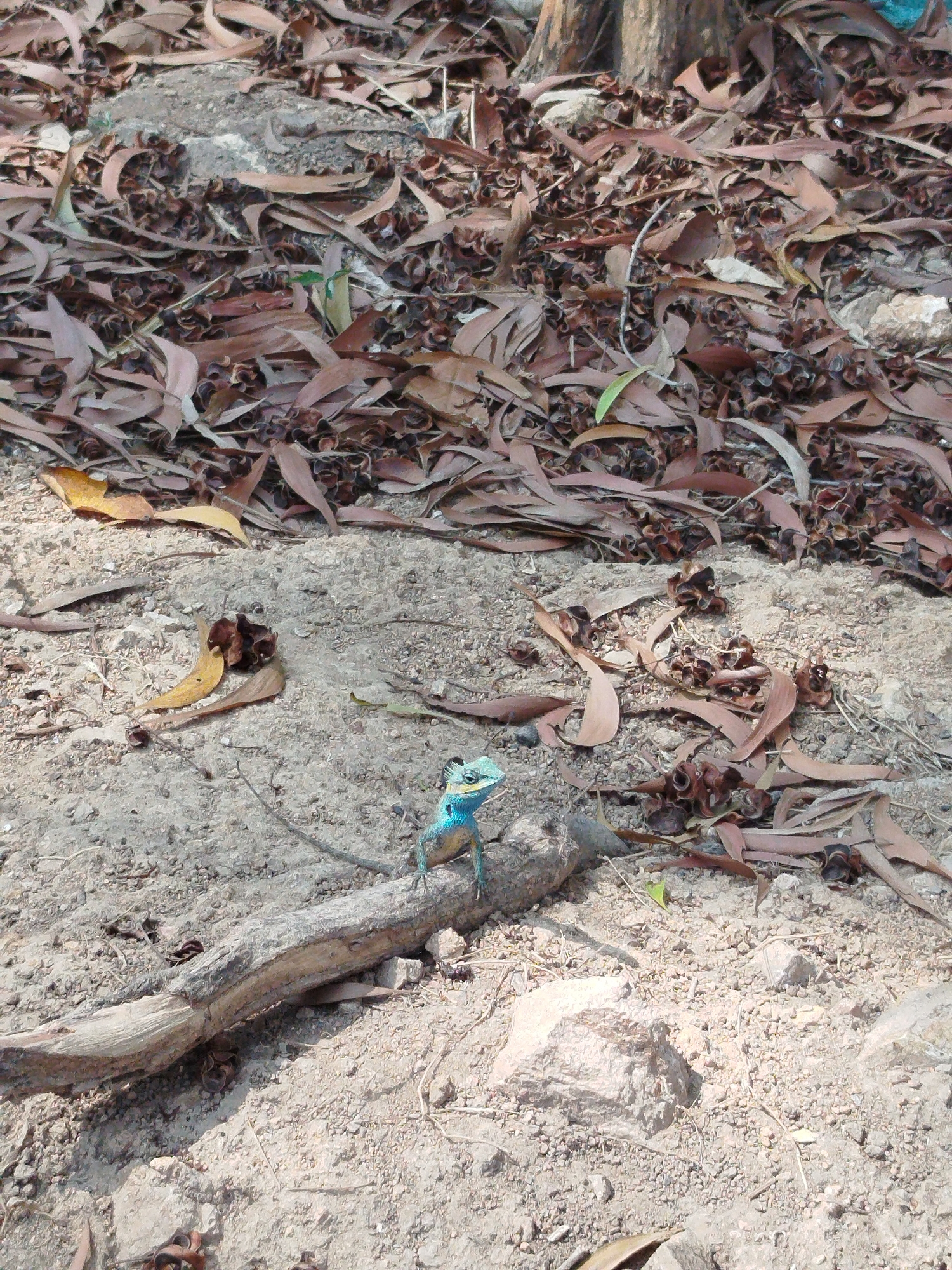 Image shows a ground level view of dry leaves and seeds. A blue-headed lizard is perched on a piece of driftwood. The location is possibly Ho Chi Minh City, Vietnam.