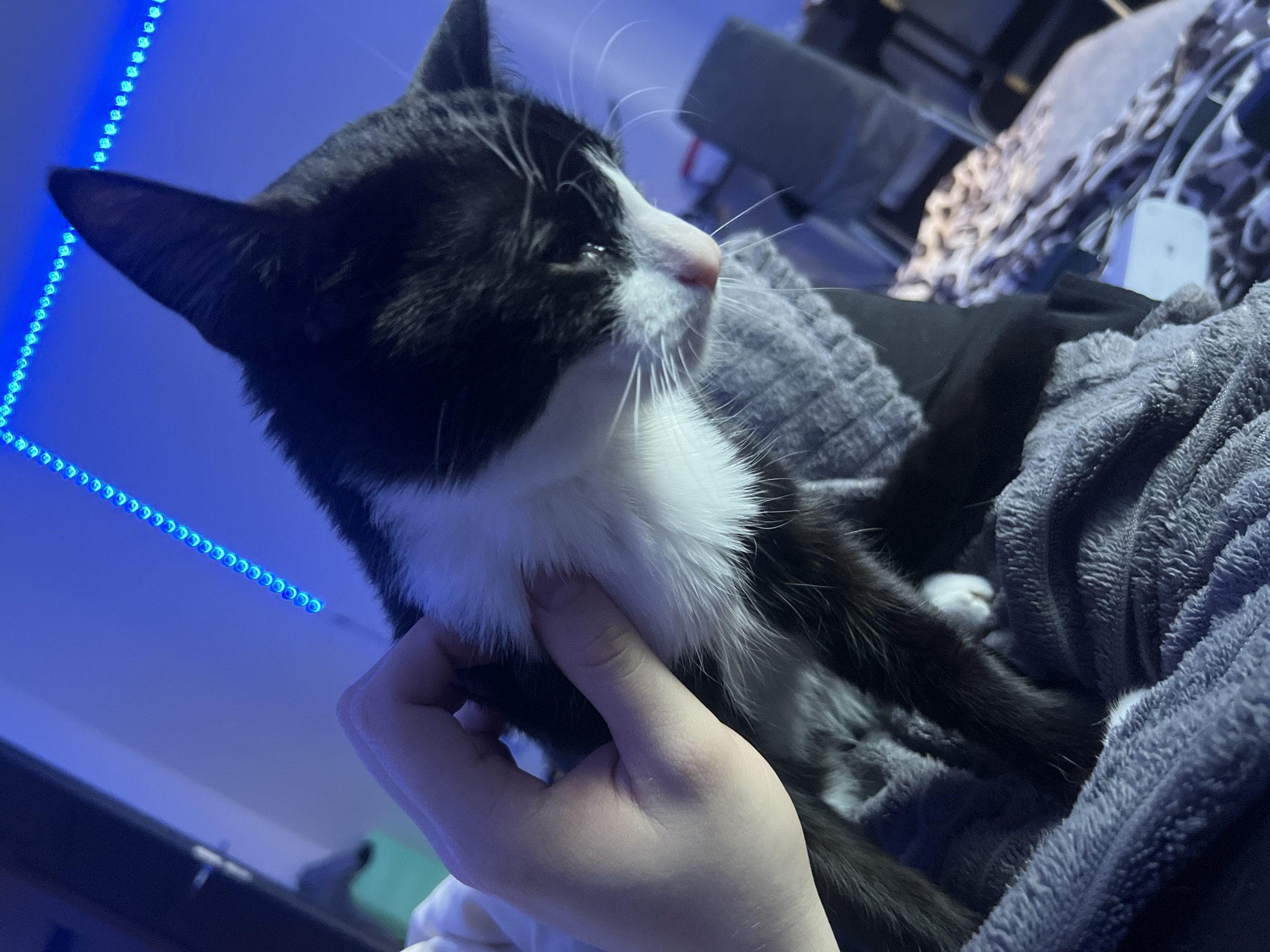 An indoor scene features a black and white tuxedo cat being gently held or petted by a human hand. The cat, with prominent white whiskers and a pink nose, looks towards the upper right of the frame, its eyes appearing slightly closed or relaxed. Its black fur is contrasted by a bright white chest and facial markings.
The cat is nestled on a soft, textured grey blanket or clothing. In the background, a strip of bright blue LED lights runs vertically, illuminating the wall and casting a cool, ambient glow across the setting, suggesting either evening, night, or a dimly lit room. Other blurred background elements include additional fabrics, some with patterns, and a small white object that could be an electronic device. The human hand is visible on the lower left, softly cupping the cat's chest, indicating a tender interaction. The atmosphere conveys comfort and warmth between the cat and its owner. No text is visible in the image. The location context provided is Saint Petersburg, Russia.