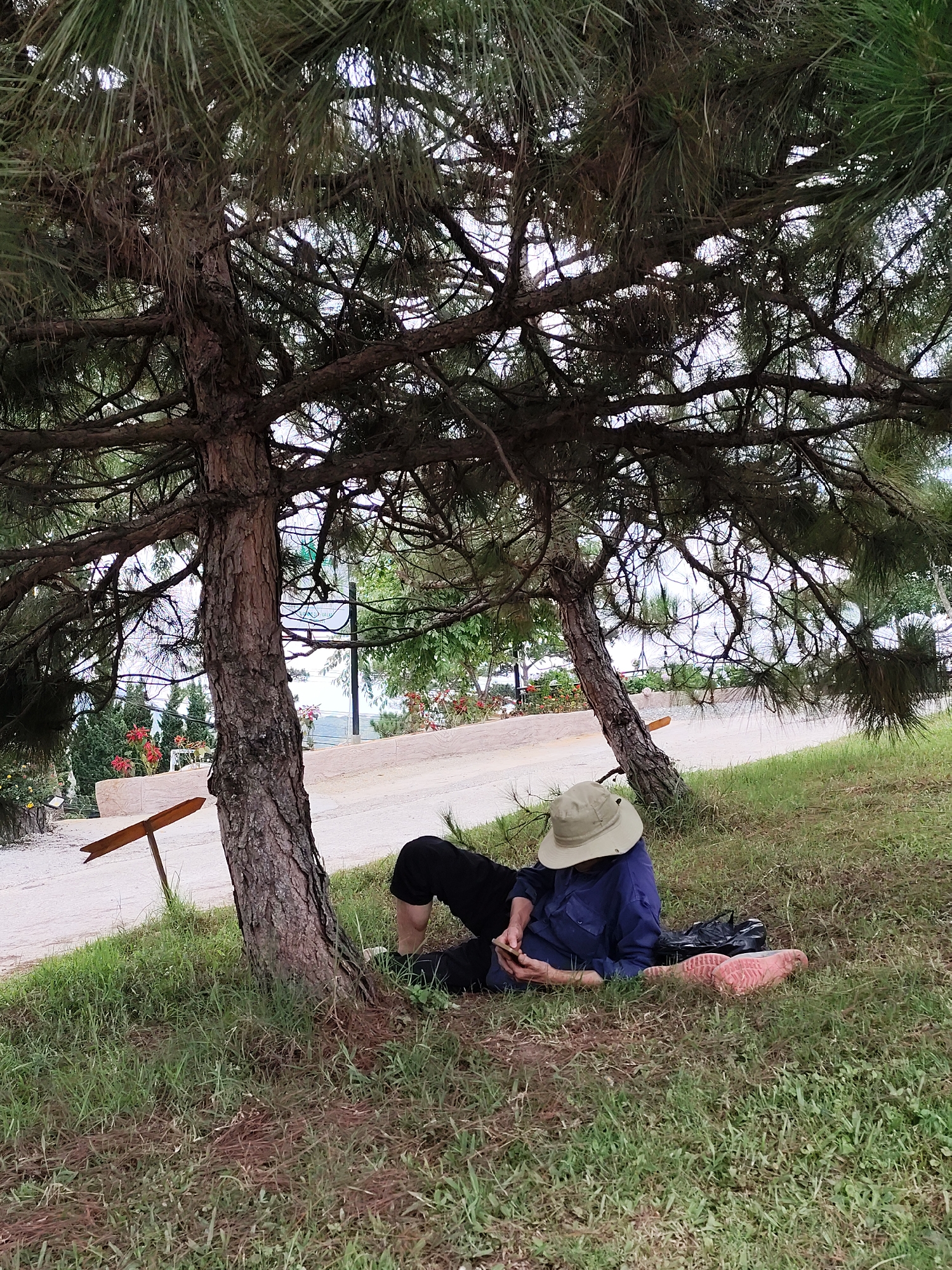 A person is sitting on the grass under a pine tree. The person is wearing a khaki hat, blue long-sleeved shirt, and black pants, and is looking at a mobile phone in their hands. A black bag and pink pair of shoes are beside the person. The setting appears to be a park in Da Lat, Vietnam, with a paved path, a wooden signpost, and other vegetation visible in the background.
