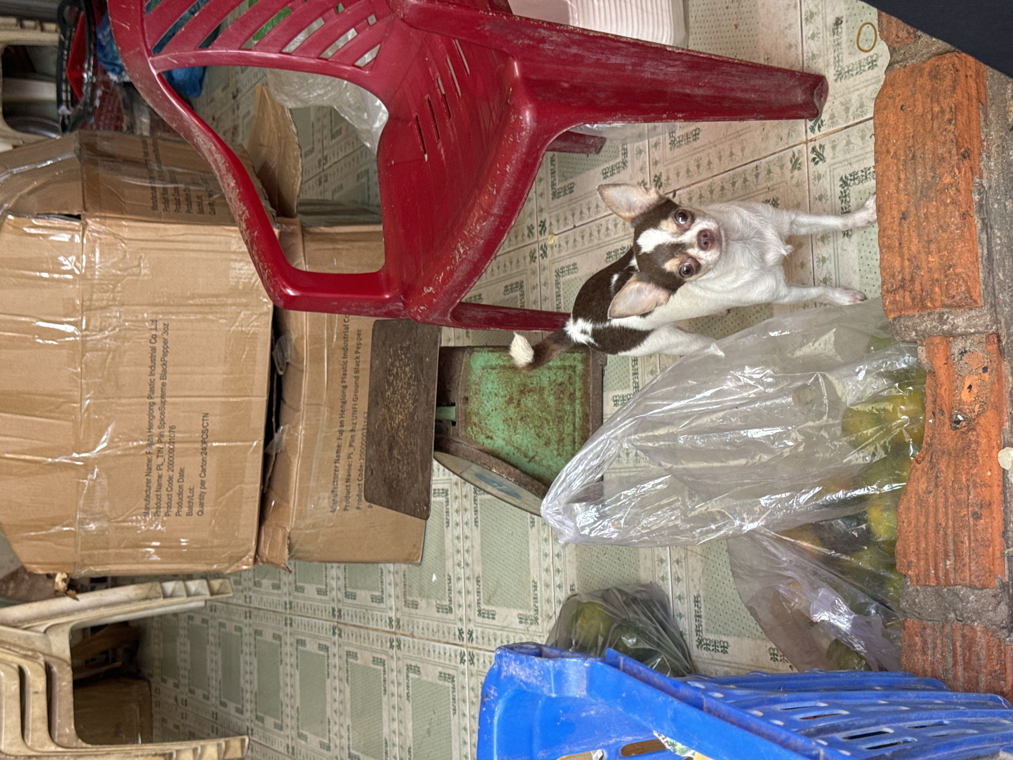 The image depicts a scene indoors, likely in Mũi Né, Vietnam, with a small, brown and white Chihuahua standing on a tiled floor next to a red plastic chair. In the background, several cardboard boxes are stacked, with labels indicating manufacturer details and product information. To the left, a blue plastic basket holds some green items, possibly produce, wrapped in plastic. Other plastic-wrapped items, appearing to be fruit, are also visible on the floor. A vintage green metal scale is placed between the boxes and the basket. The floor is covered in light green tiles with a repeating pattern. The overall impression is one of a storage or market area, with a dog as the most prominent living subject.