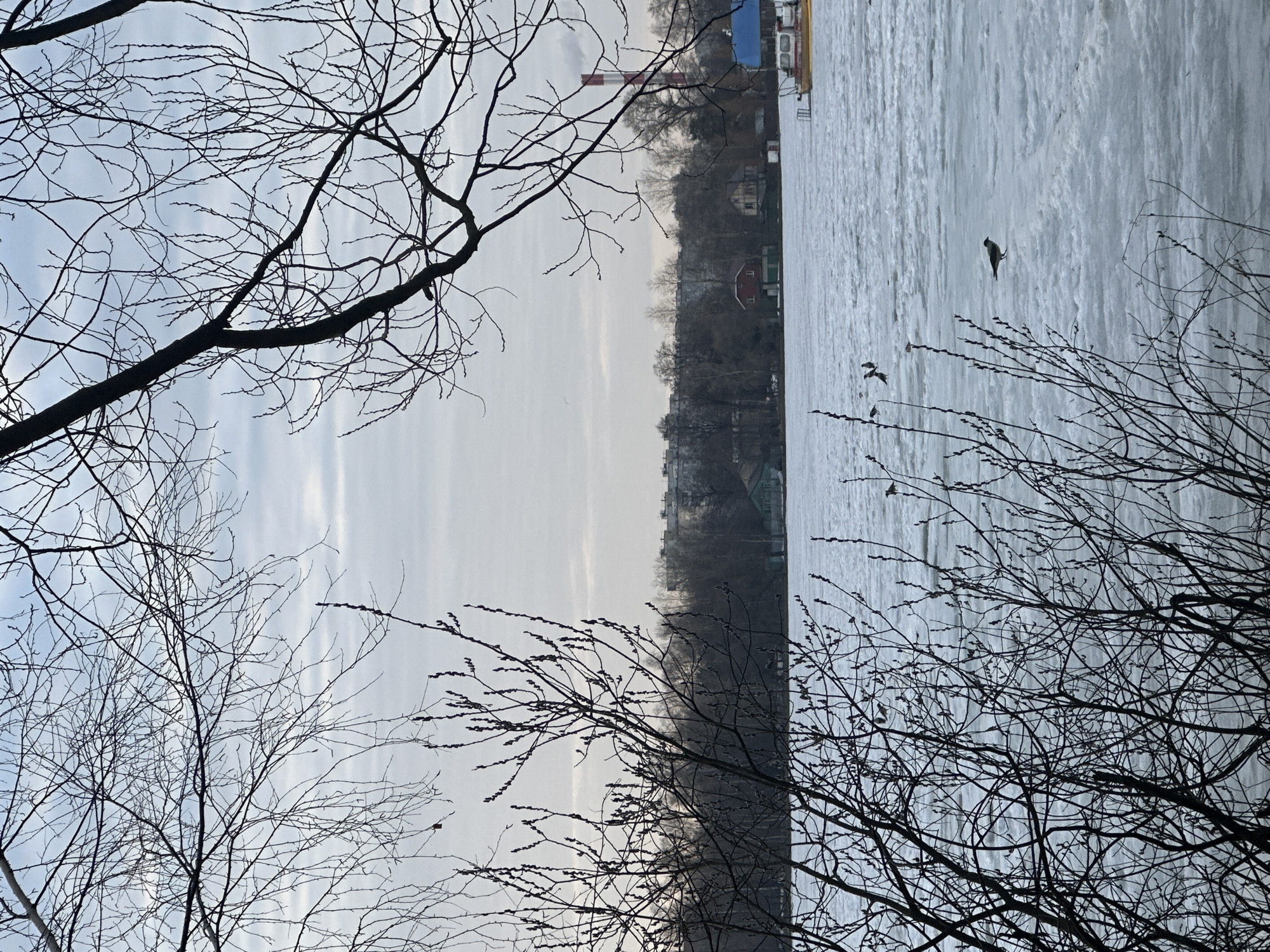 The image captures a winter scene at a location in Moscow, Russia, likely a park or open area near a body of water. The foreground consists of bare tree branches, indicating a lack of foliage and the dormancy of the trees. The middle ground shows a frozen lake or river with ice covering the surface. The distant background shows a cityscape with buildings, including residential structures, and industrial elements, like a smokestack. There are birds visible in the sky, some flying over the ice, adding a dynamic element to the otherwise still scene. The overall atmosphere is cold and subdued, with muted colors dominating the composition.