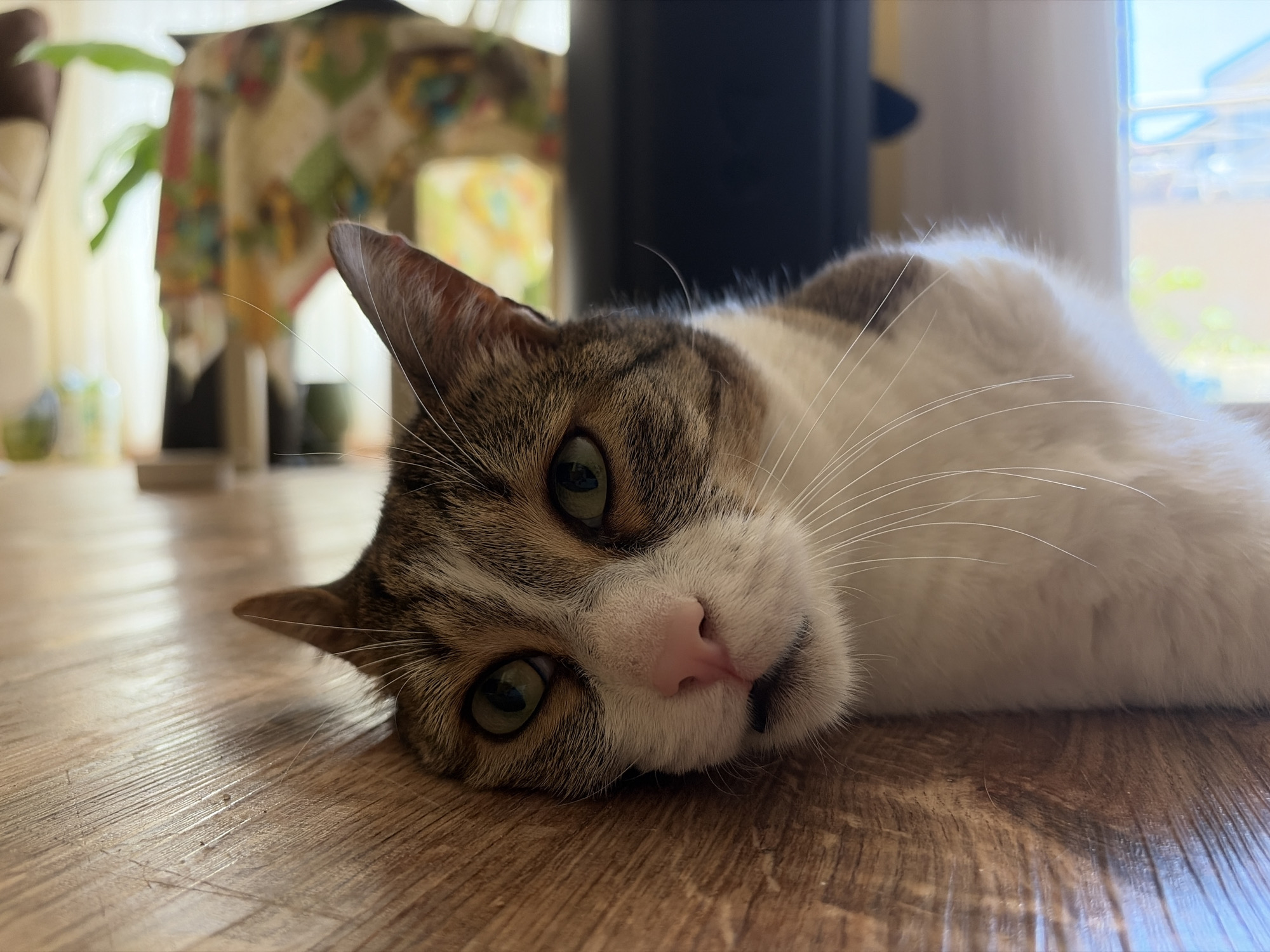 A close-up, low-angle shot shows a tabby and white cat lying on a wooden floor. The cat's head is resting on the floor, and its eyes are open and looking towards the camera. The cat has green eyes, a pink nose, and prominent white whiskers. Its fur is a mix of brown, white, and gray tabby markings. In the background, out of focus, is a blurry room with what appears to be furniture and possibly a window. The lighting suggests an indoor setting, likely in a home. There are no people visible in the image. The location is unknown.