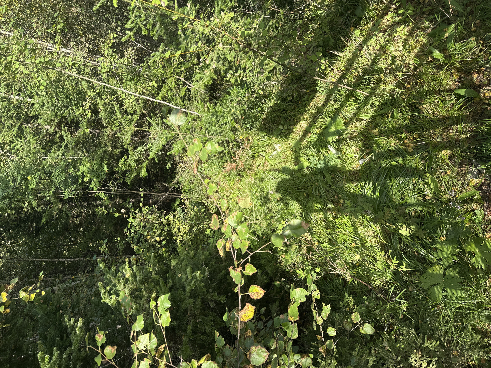 A shadow of a person stands in a sun-dappled forest. The shadow is cast across a grassy clearing, with sunlight illuminating blades of grass and a few small plants. Behind the clearing, dense foliage of evergreen and deciduous trees creates a wall of green. The leaves on the deciduous trees show hints of autumn color, with some yellow and brown patches. The overall scene is peaceful and natural, suggesting a moment of quiet reflection in the wilderness.
