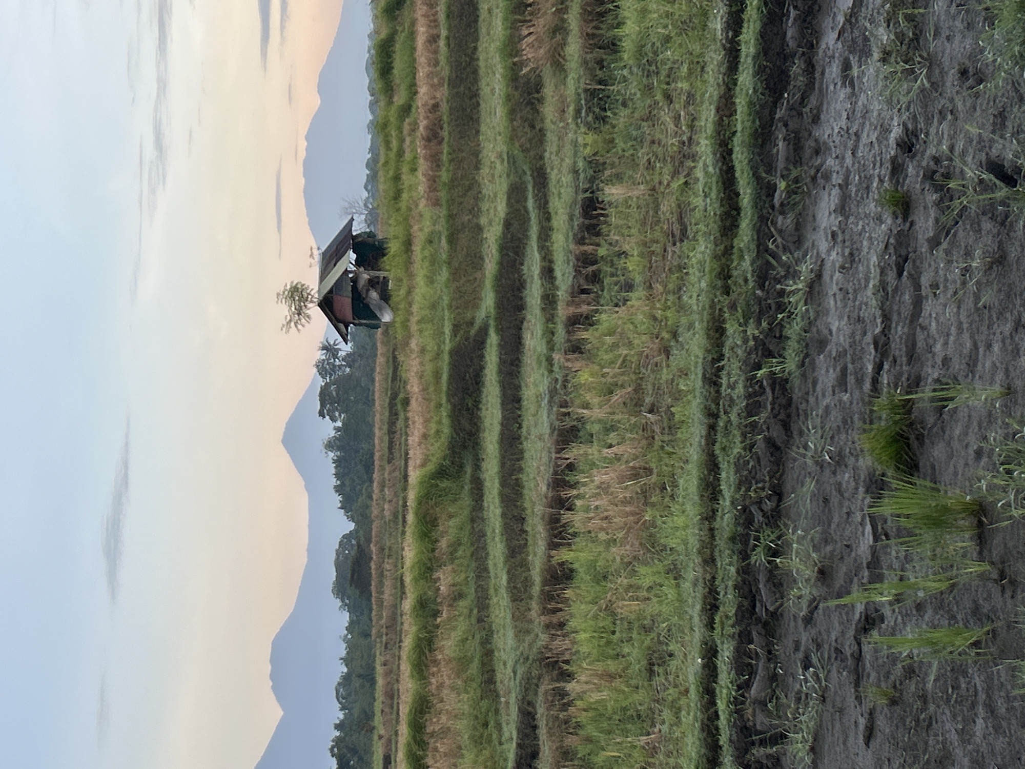 The image depicts a serene rural landscape in Mengwi, Indonesia, at what appears to be dawn or dusk. In the foreground, a muddy field is partially covered with a few sprigs of green grass, suggesting recent planting or growth. Behind this, terraced fields stretch across the middle ground, characterized by rows of mixed green and dry grass. The terracing creates a visual depth to the scene.
Dominating the middle ground is a small, rustic hut with a corrugated metal roof, possibly serving as a shelter for farmers. A single, small tree grows precariously from its roof. Beyond the fields and the hut, a dense line of trees forms a verdant border.
In the background, a series of majestic, misty mountains form a silhouette against a soft, pastel sky that transitions from pale blue at the top to hues of pink and orange closer to the horizon. The overall atmosphere is tranquil and natural, highlighting the agricultural beauty of the Indonesian countryside. No people are visible in the image.